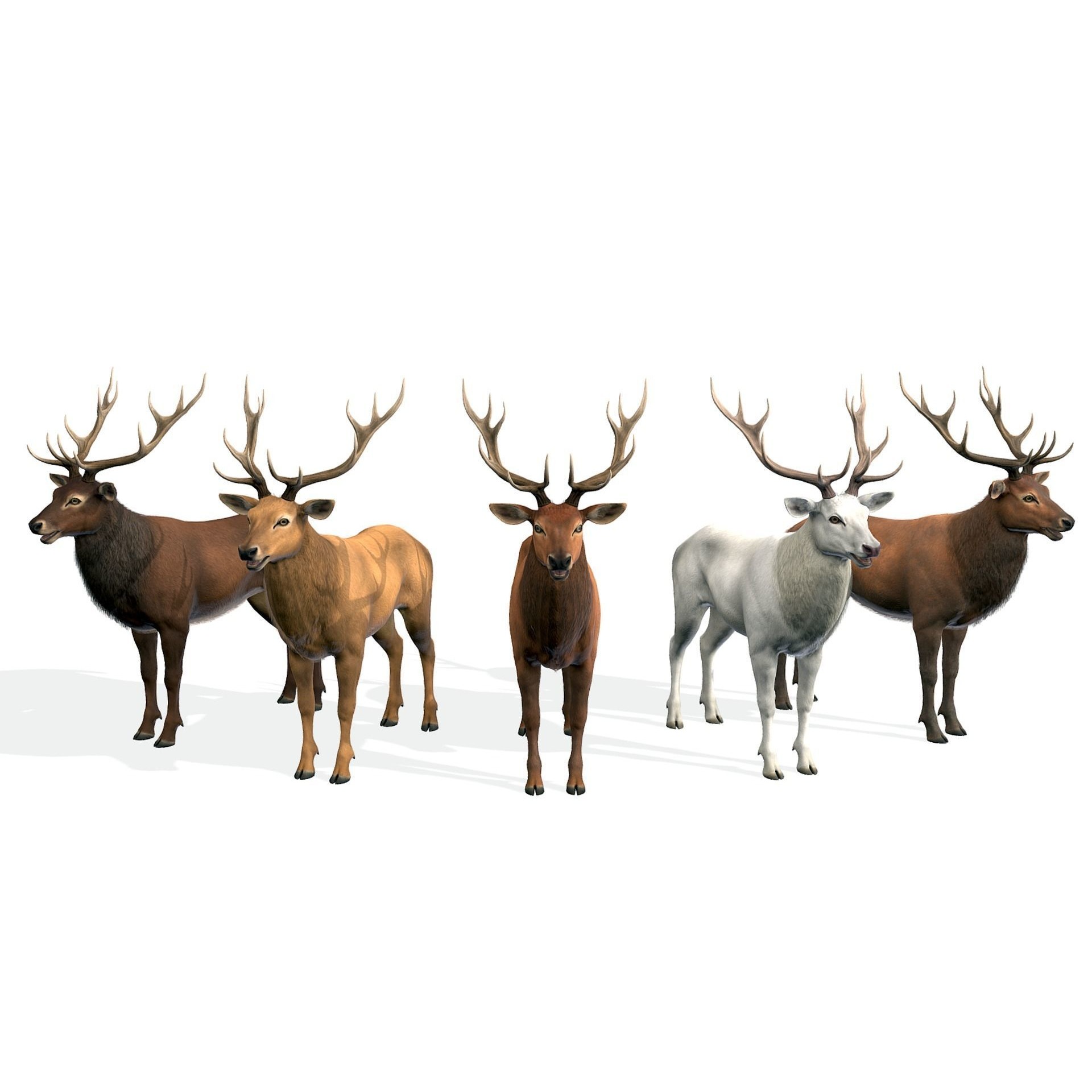 Red Deer stag Low-poly 3D model 4