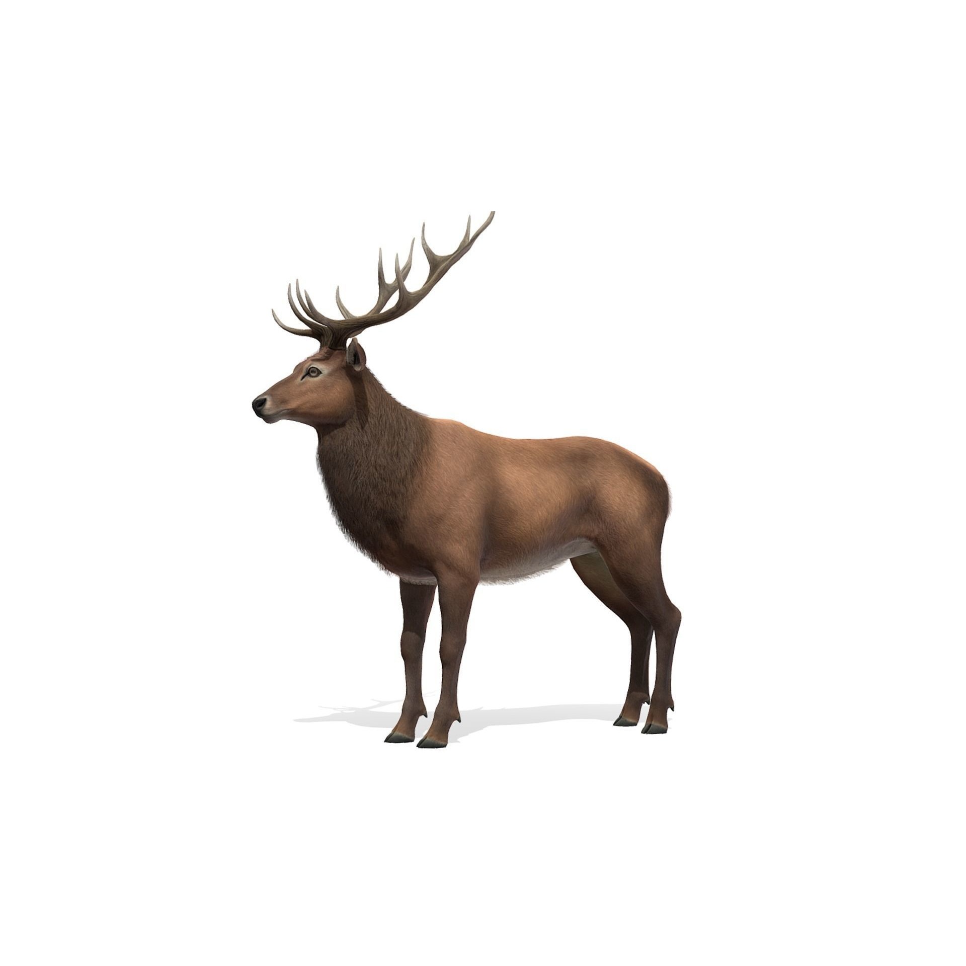 Red Deer stag Low-poly 3D model 5