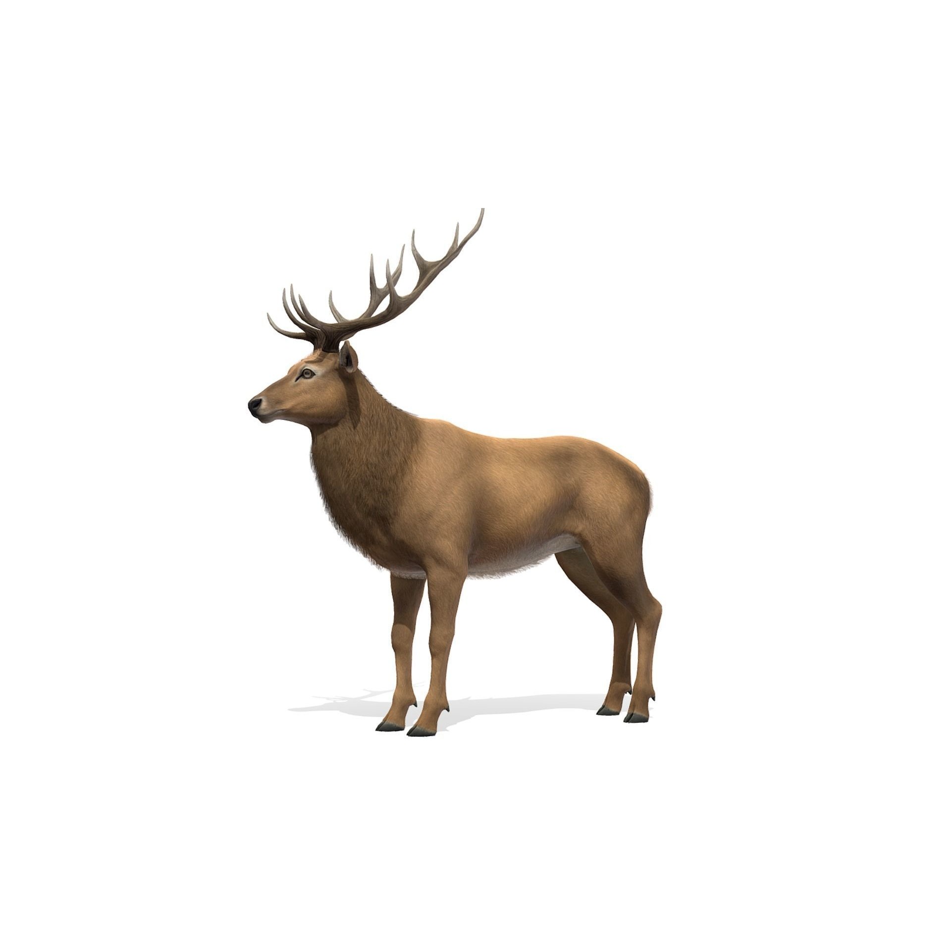 Red Deer stag Low-poly 3D model 6