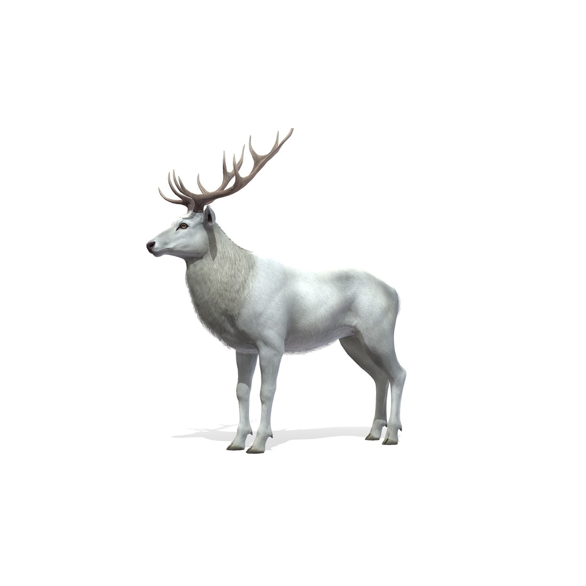 Red Deer stag Low-poly 3D model 7