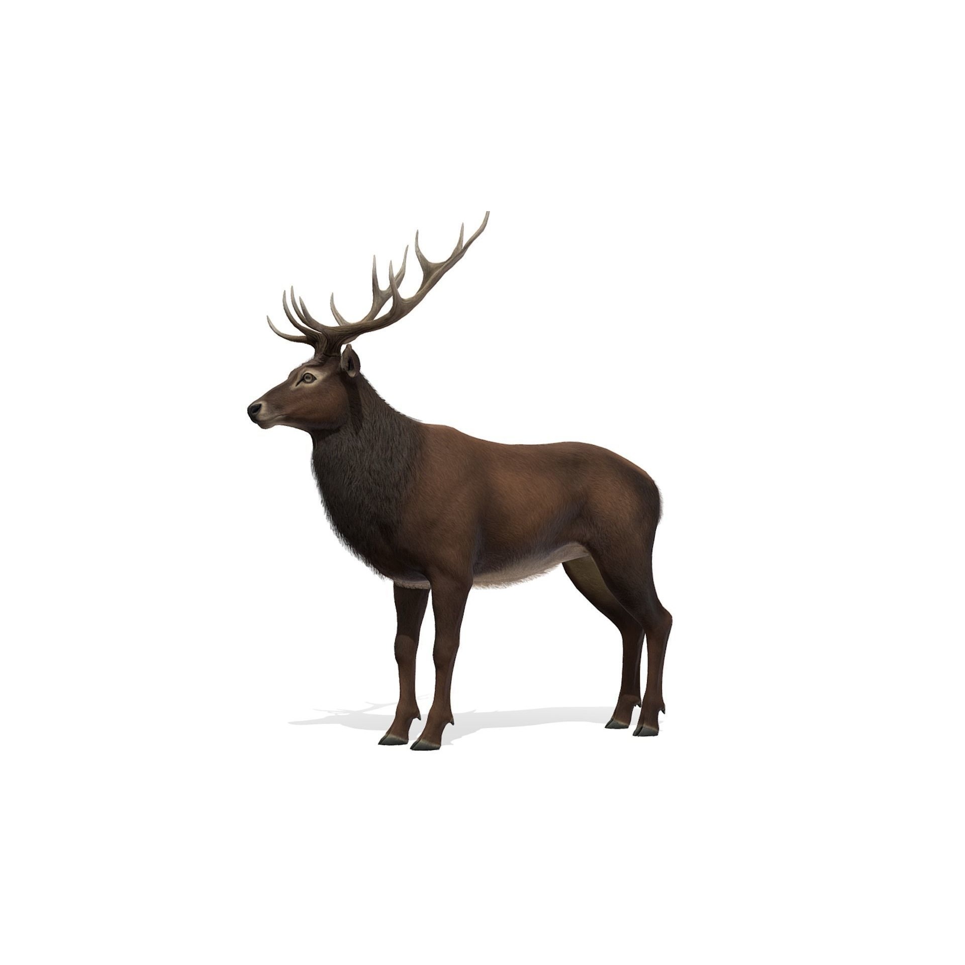Red Deer stag Low-poly 3D model 8