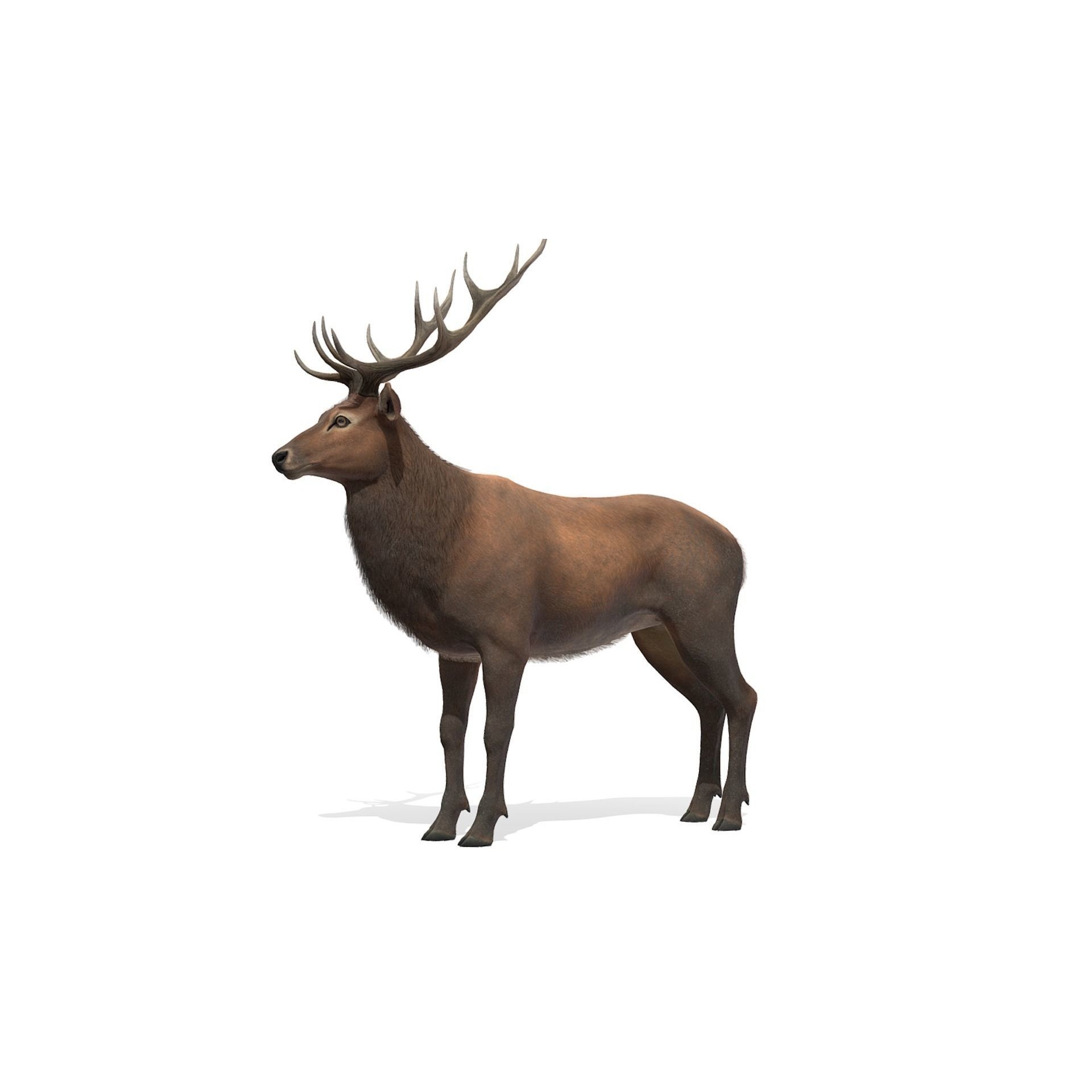 Red Deer stag Low-poly 3D model 9