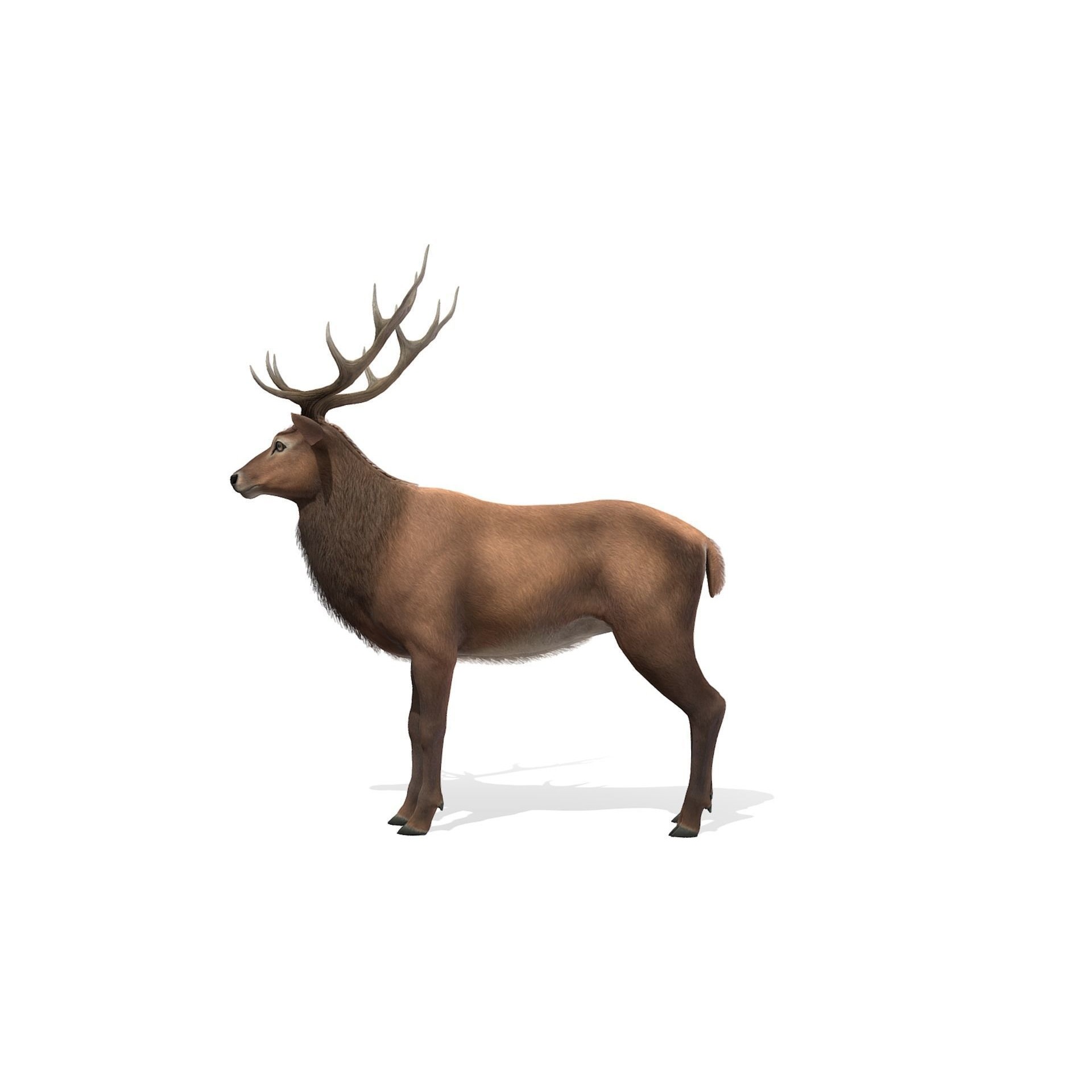 Red Deer stag Low-poly 3D model 10