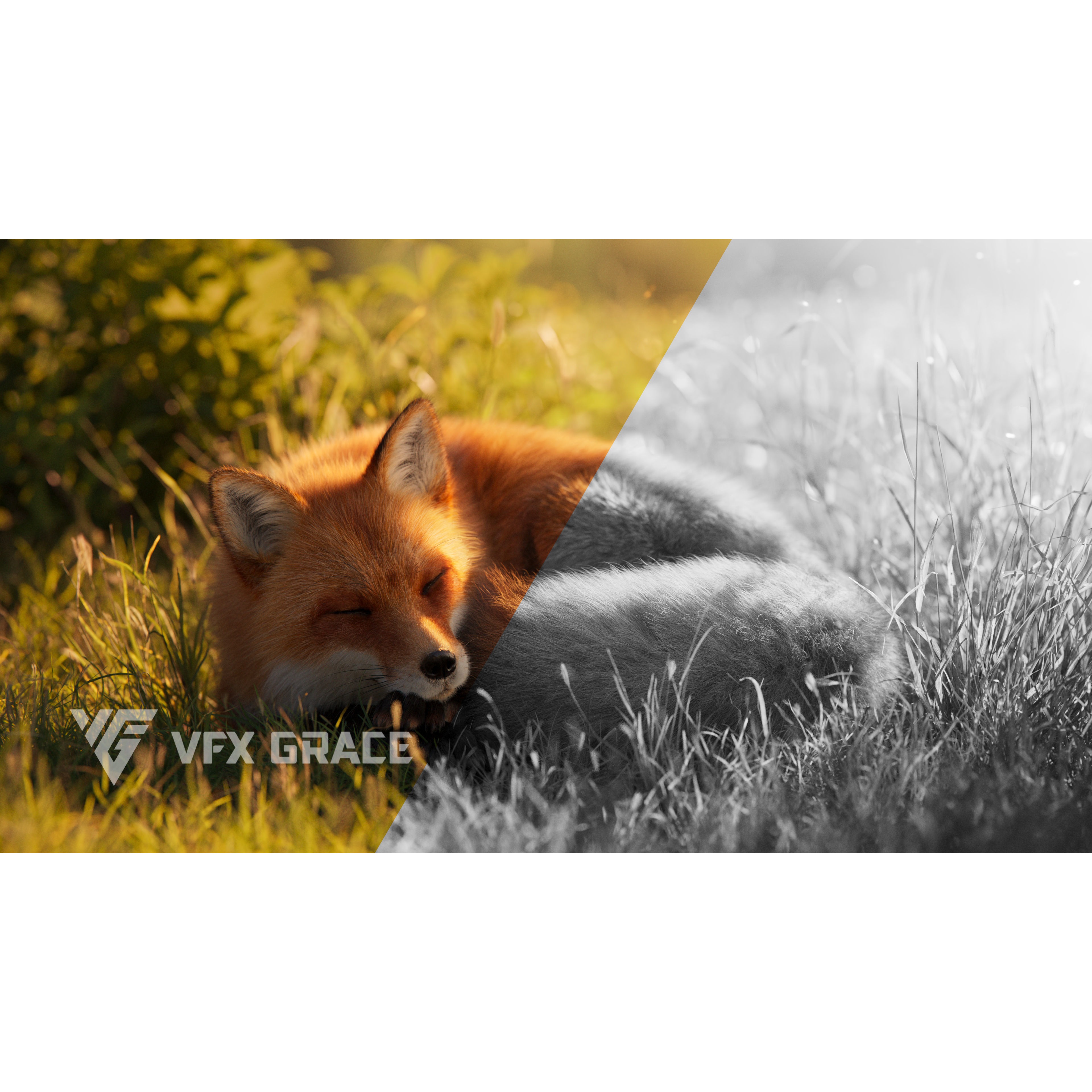 Red Fox Animation VFX Grace 3D model 4