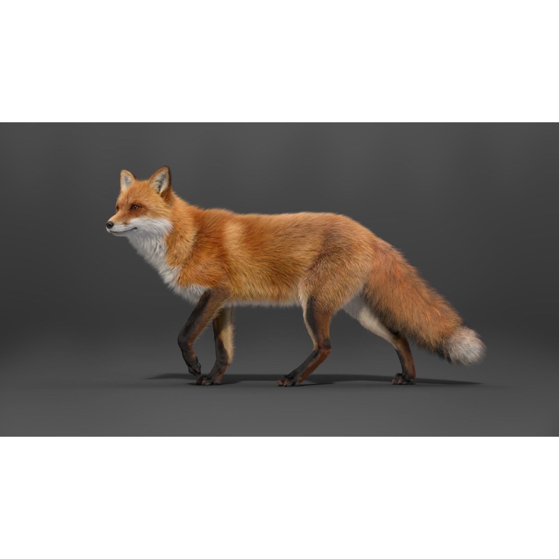 Red Fox Animation VFX Grace 3D model 7
