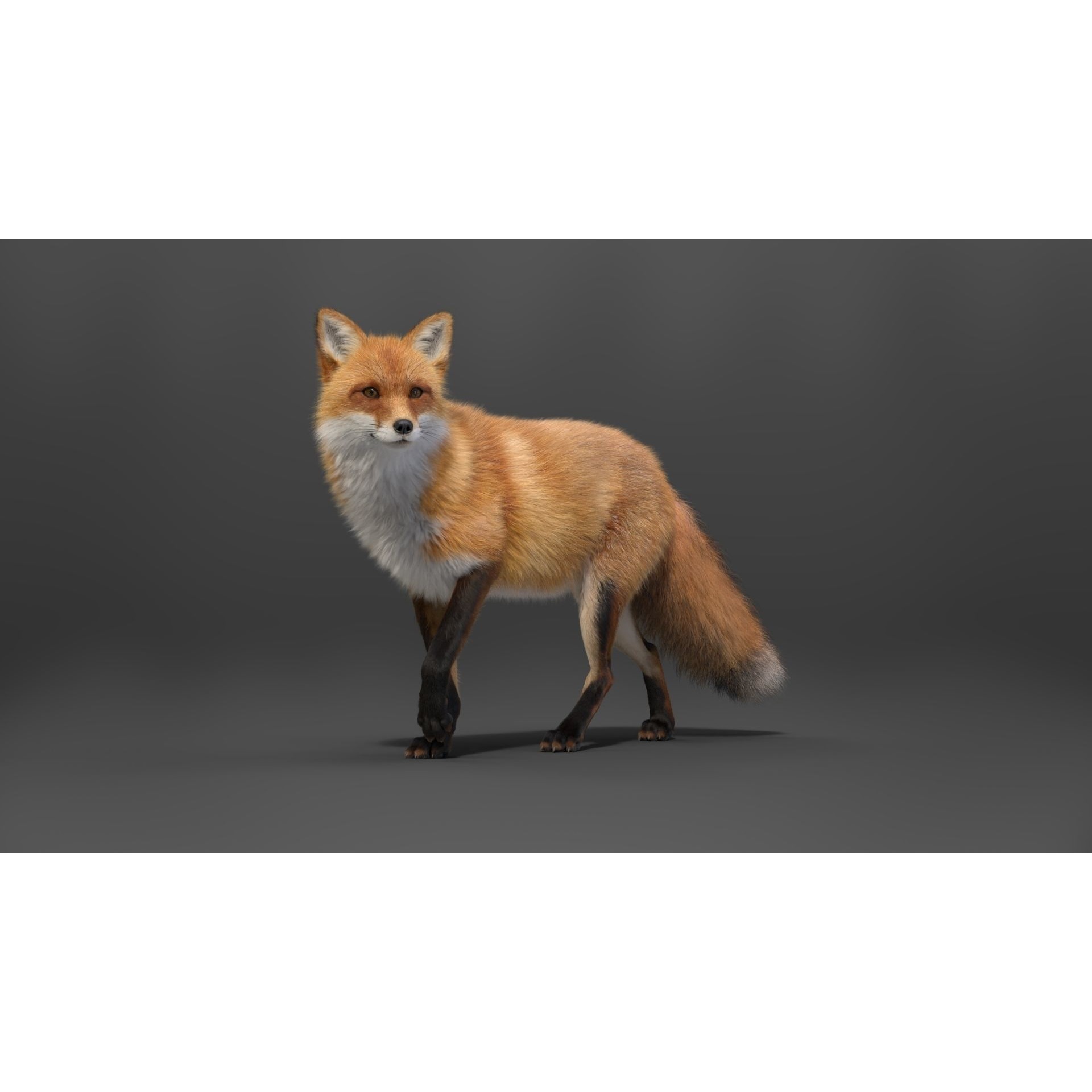 Red Fox Animation VFX Grace 3D model 8