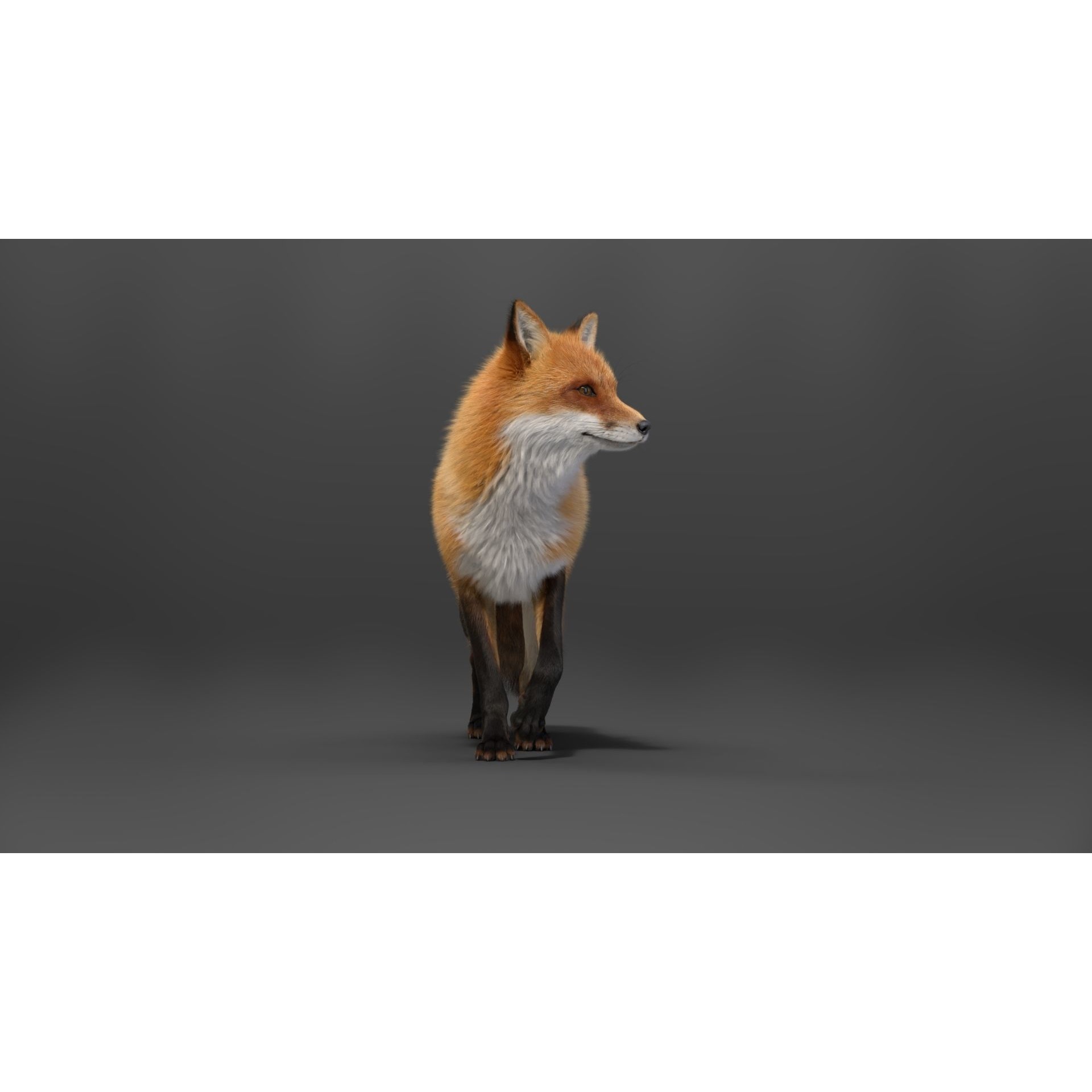 Red Fox Animation VFX Grace 3D model 9