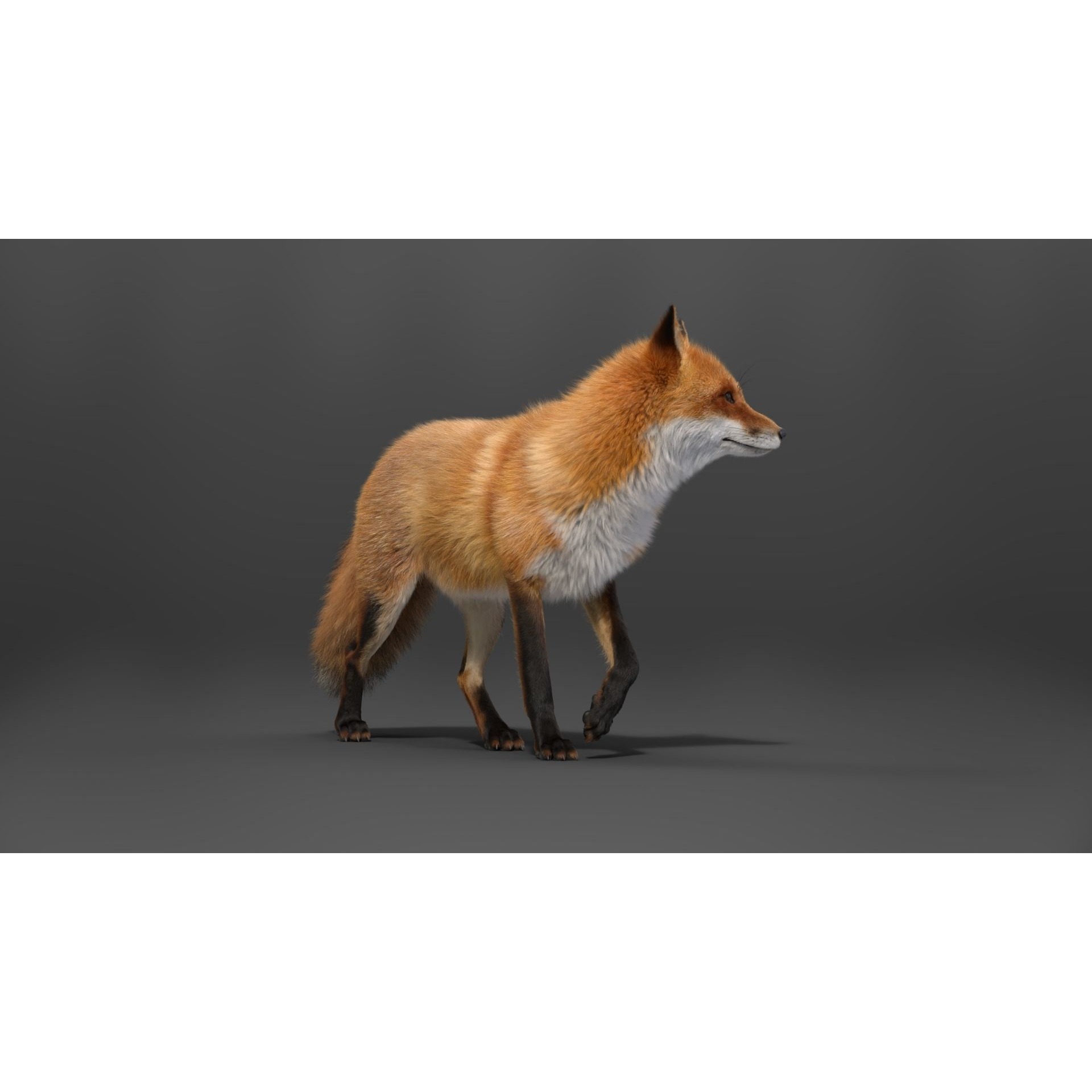 Red Fox Animation VFX Grace 3D model 10