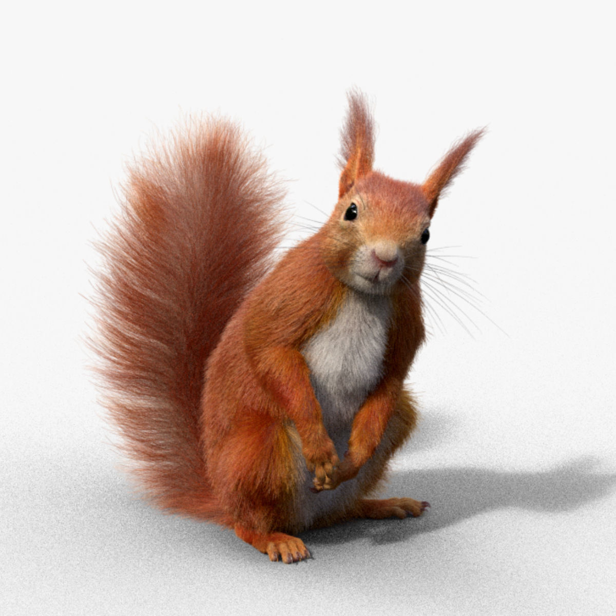 RedSquirrel Summer Animated VFX Grace 3D model 2