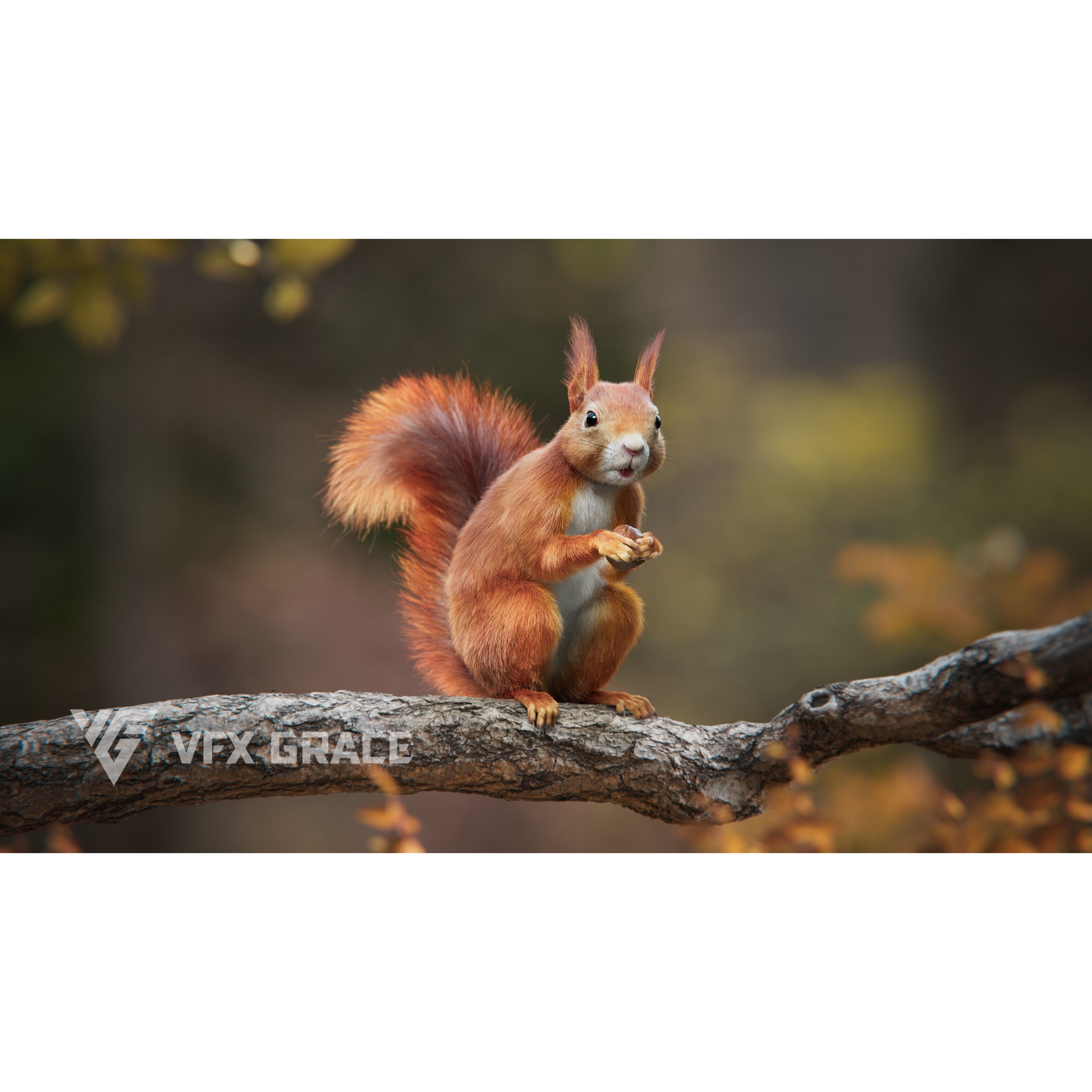 RedSquirrel Summer Animated VFX Grace 3D model 3