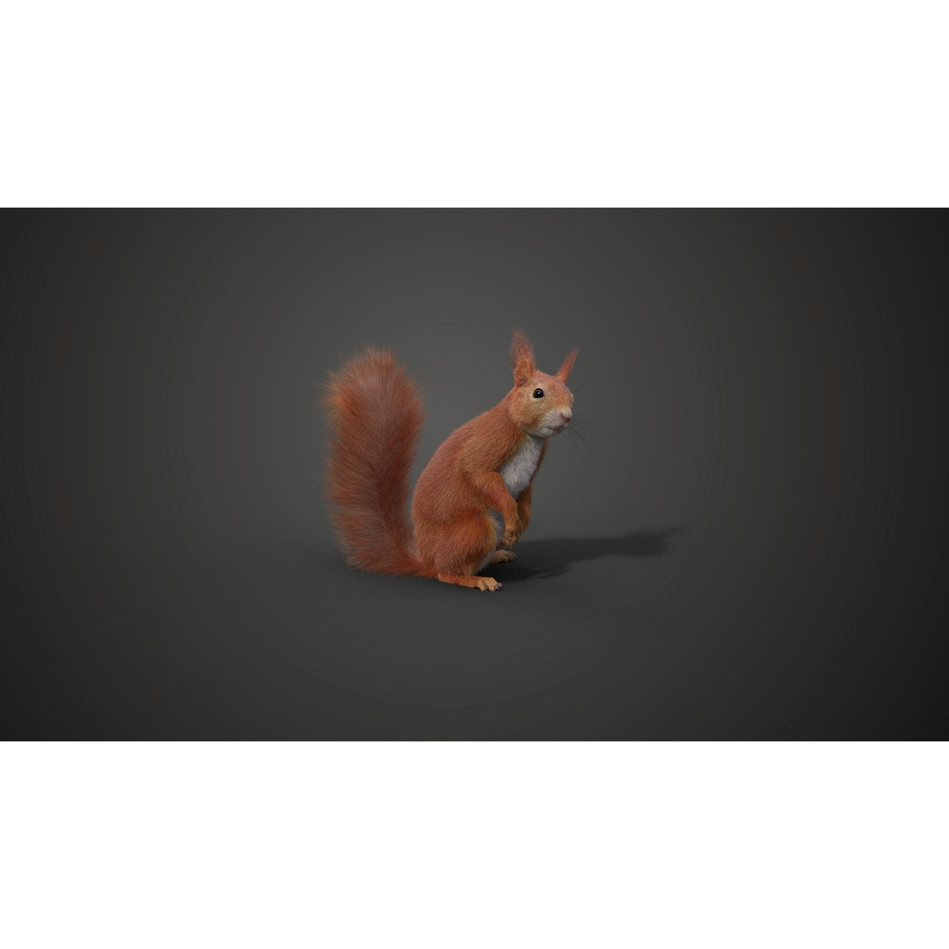 RedSquirrel Summer Animated VFX Grace 3D model 6