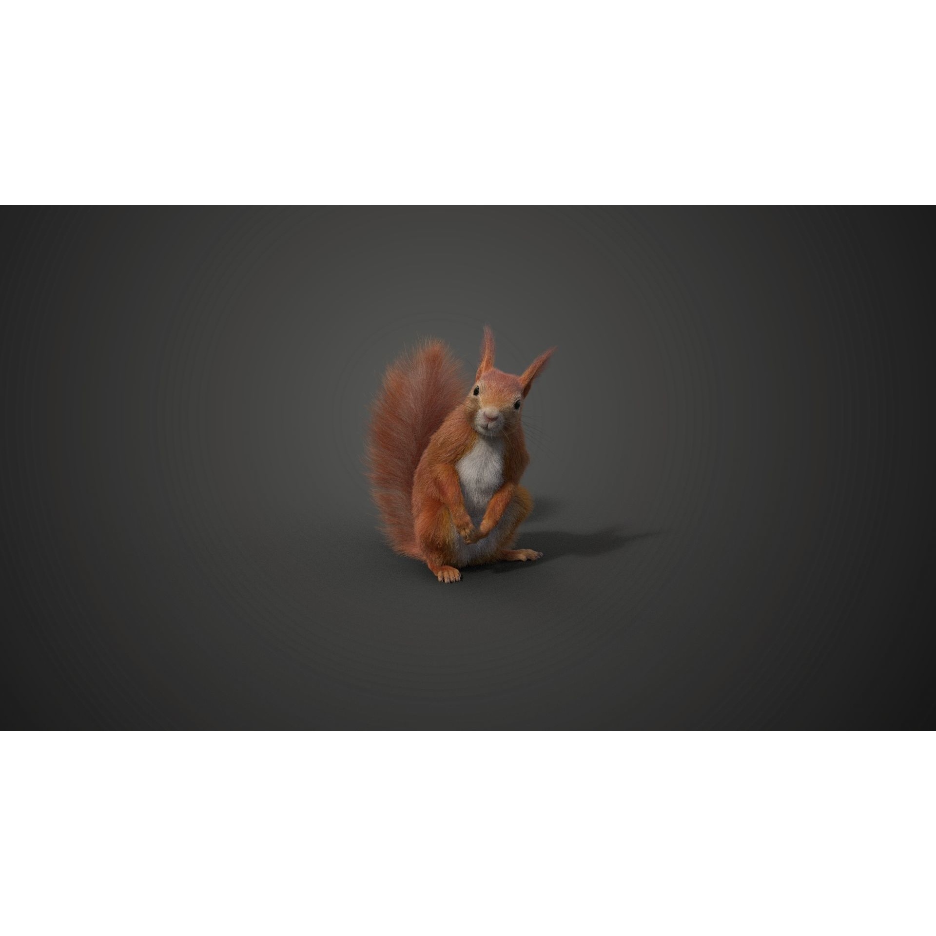 RedSquirrel Summer Animated VFX Grace 3D model 7