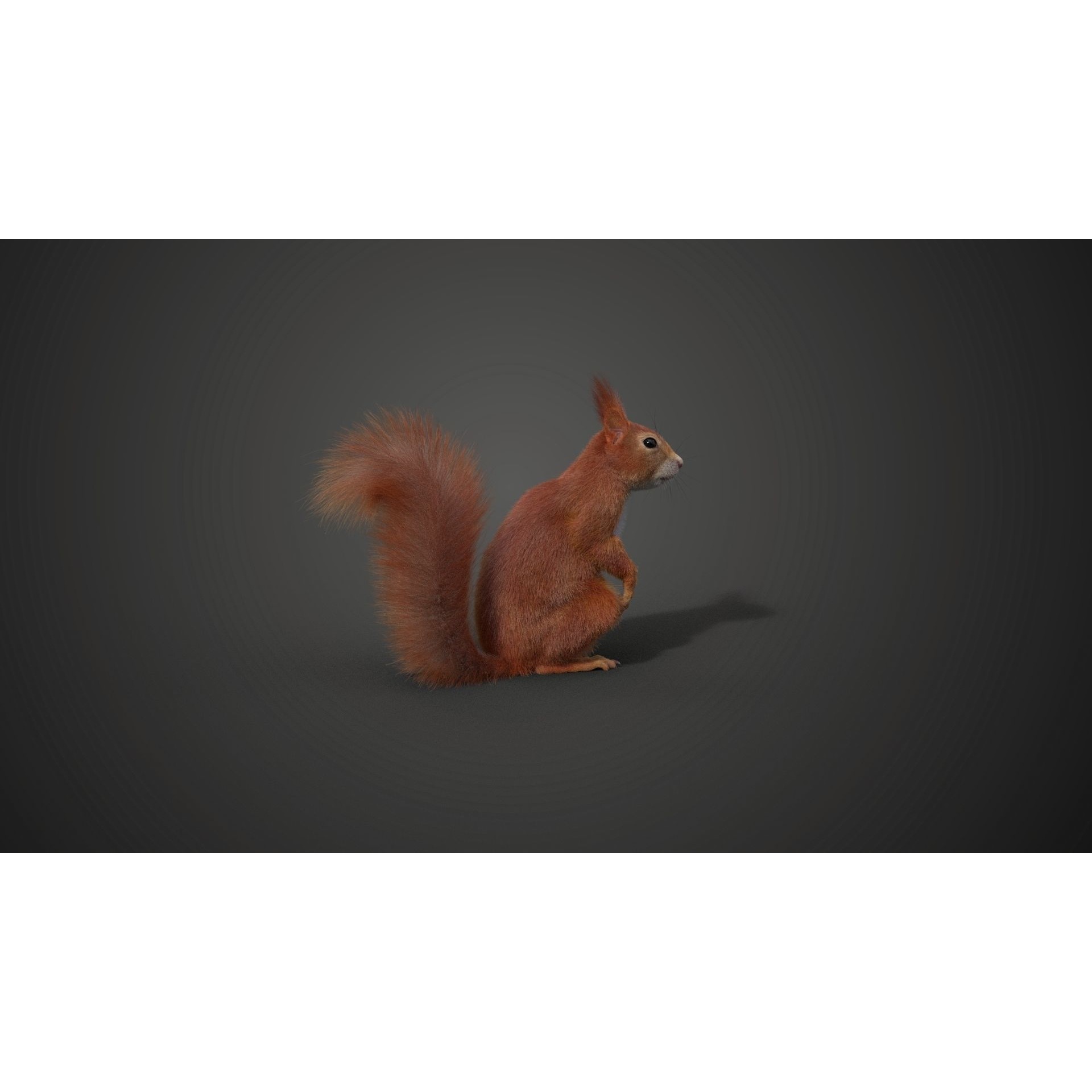 RedSquirrel Summer Animated VFX Grace 3D model 8