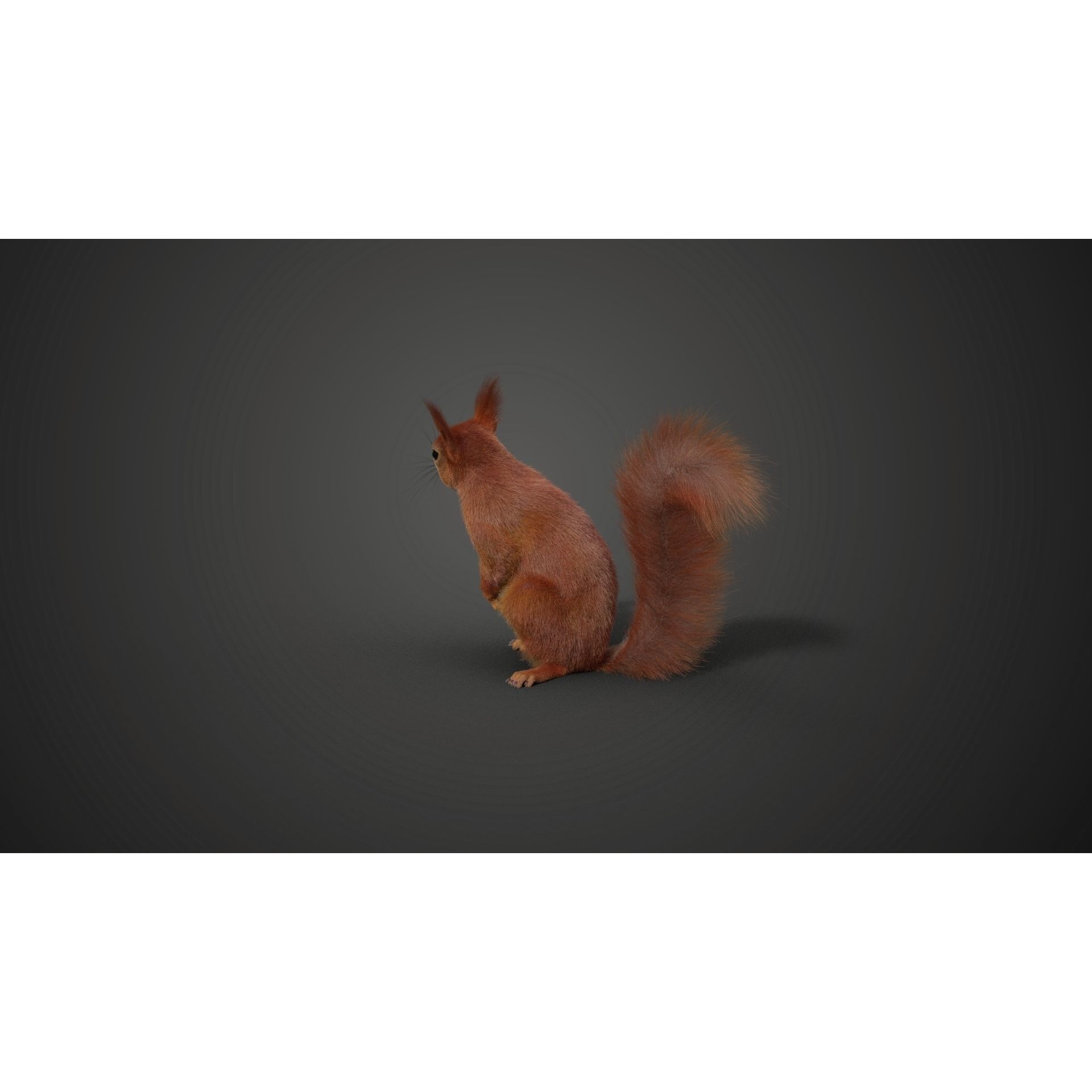 RedSquirrel Summer Animated VFX Grace 3D model 9
