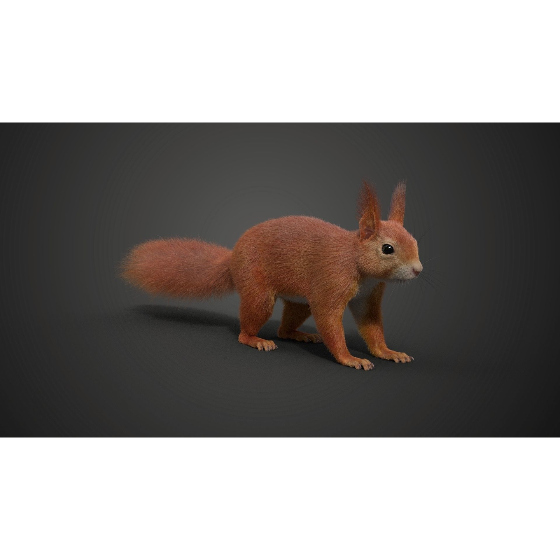 RedSquirrel Summer Animated VFX Grace 3D model 10