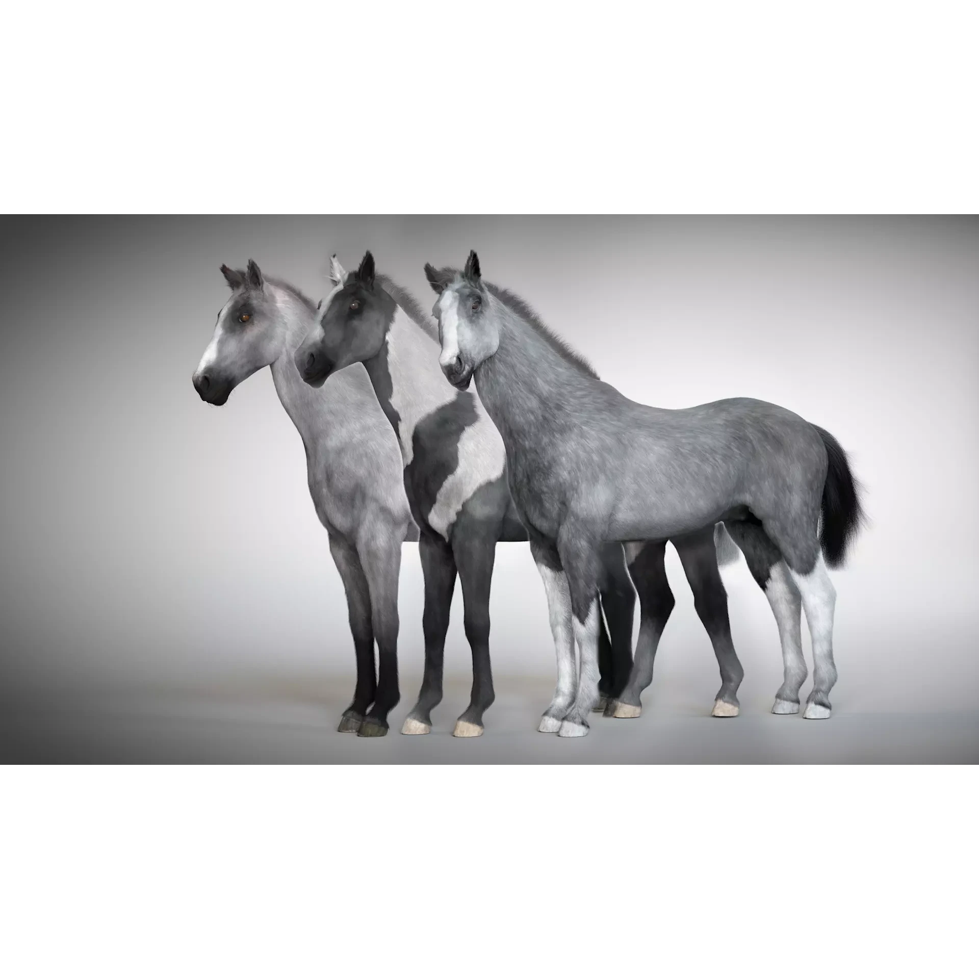 Rigged and Animated Stallion 3D model