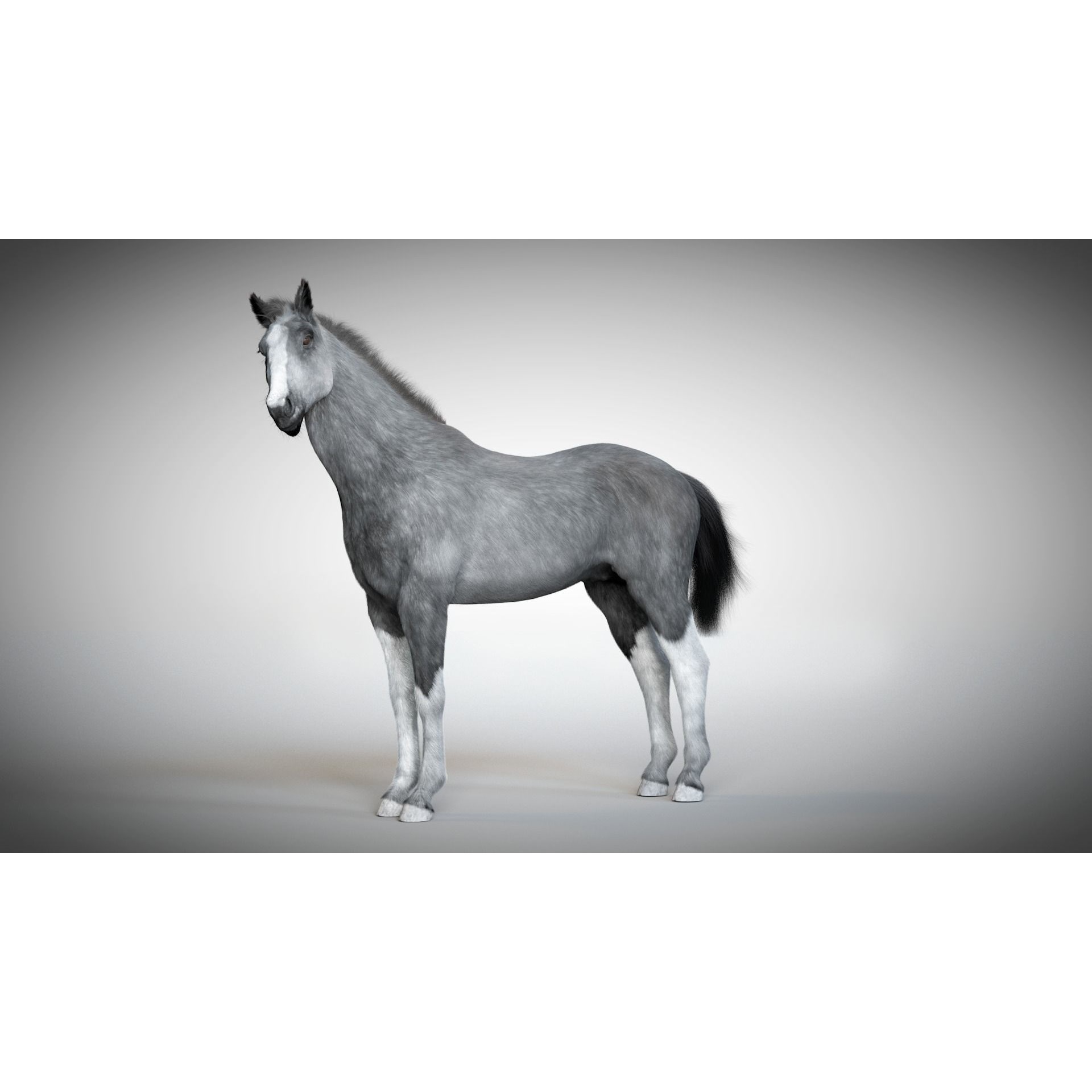 Rigged and Animated Stallion 3D model 3
