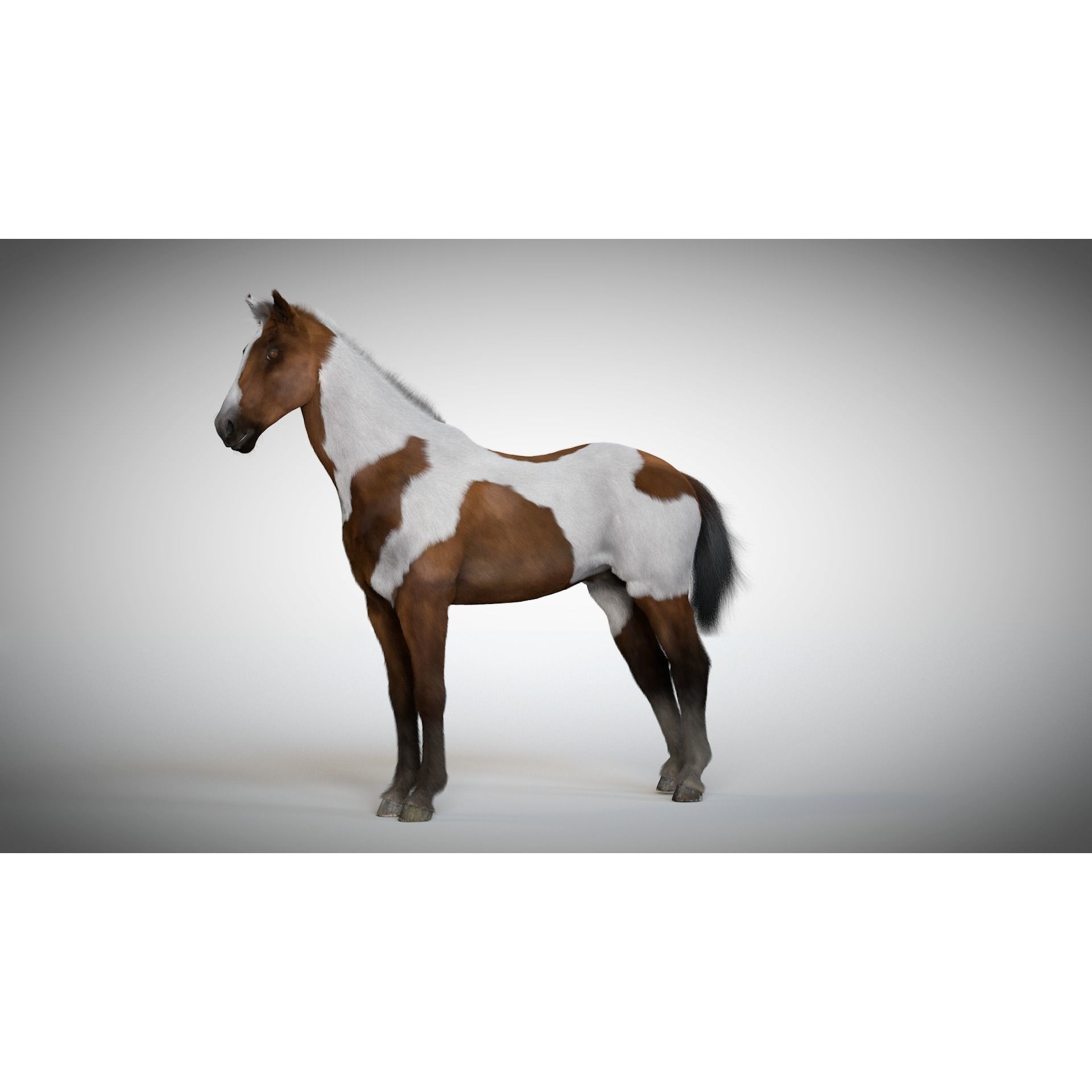 Rigged and Animated Stallion 3D model 4
