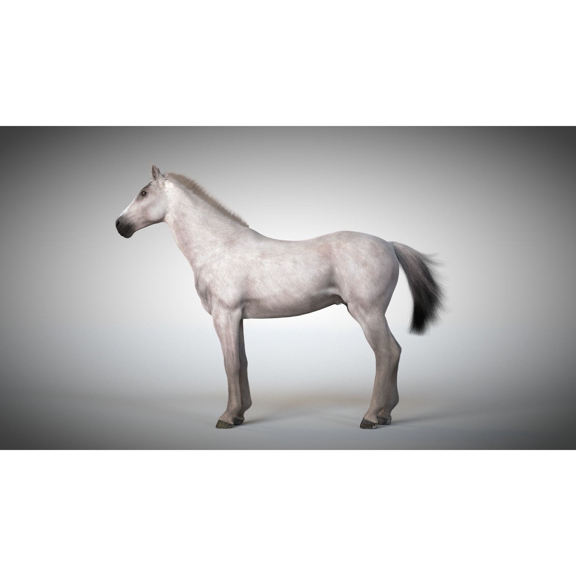 Rigged and Animated Stallion 3D model 5