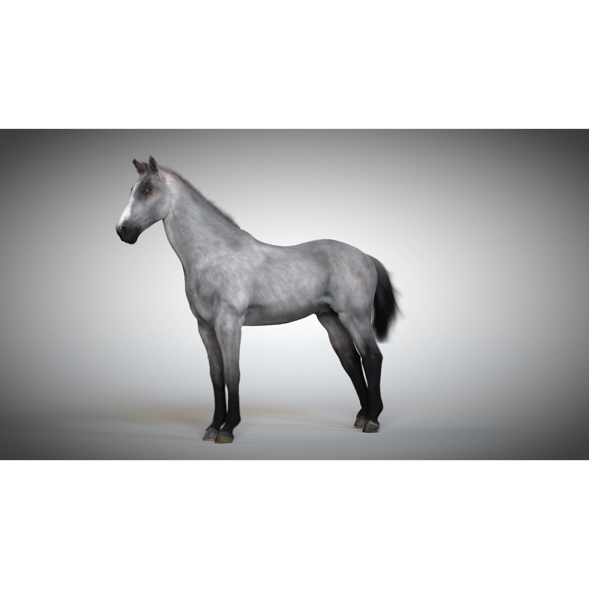 Rigged and Animated Stallion 3D model 6