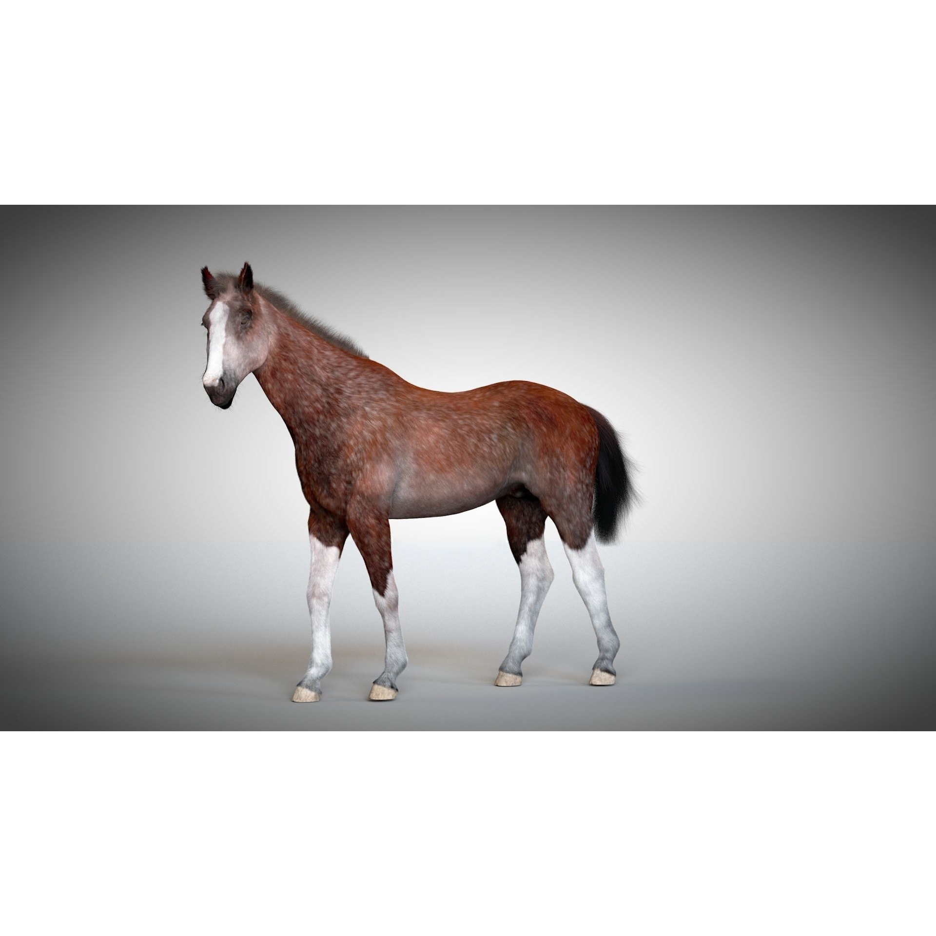 Rigged and Animated Stallion 3D model 7