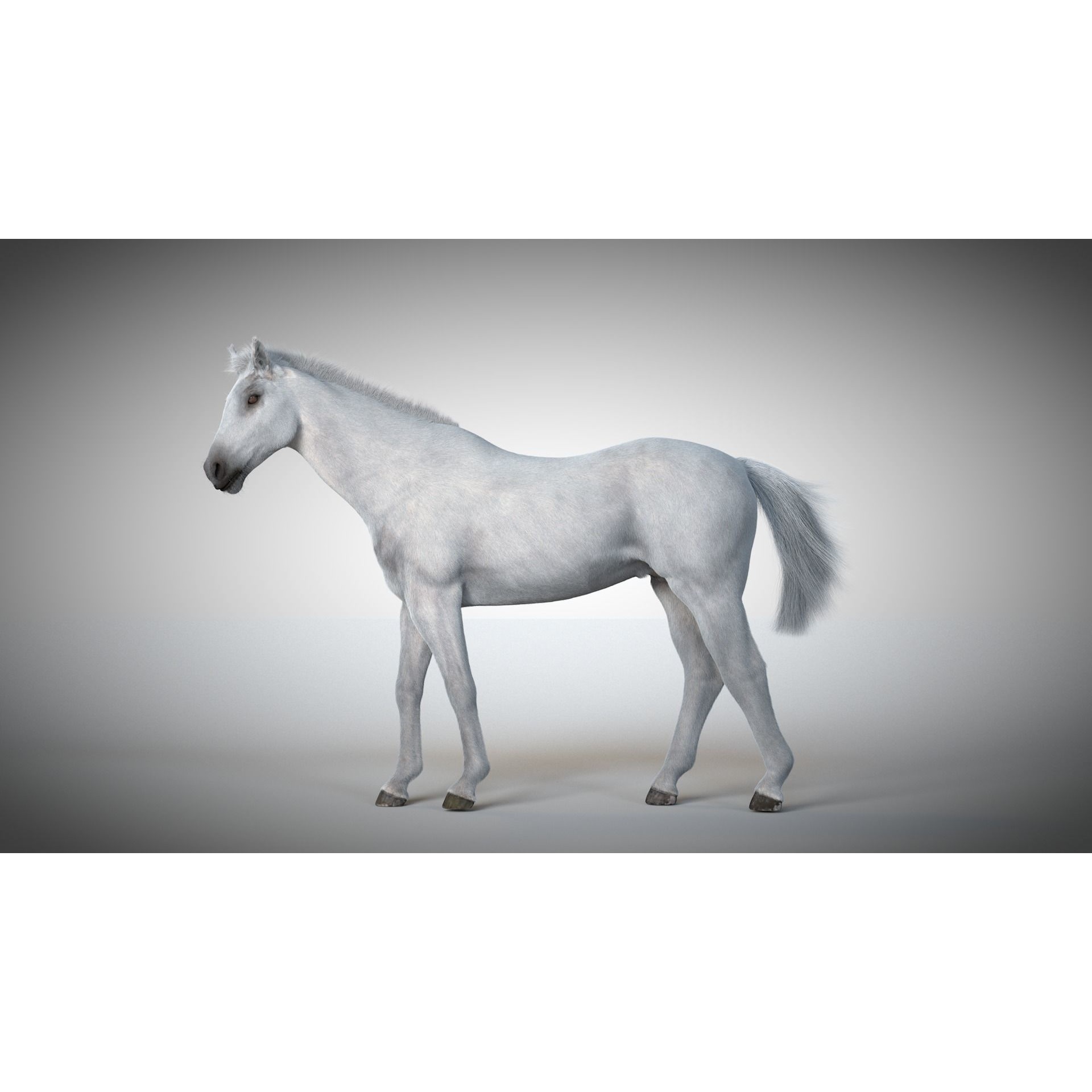 Rigged and Animated Stallion 3D model 8