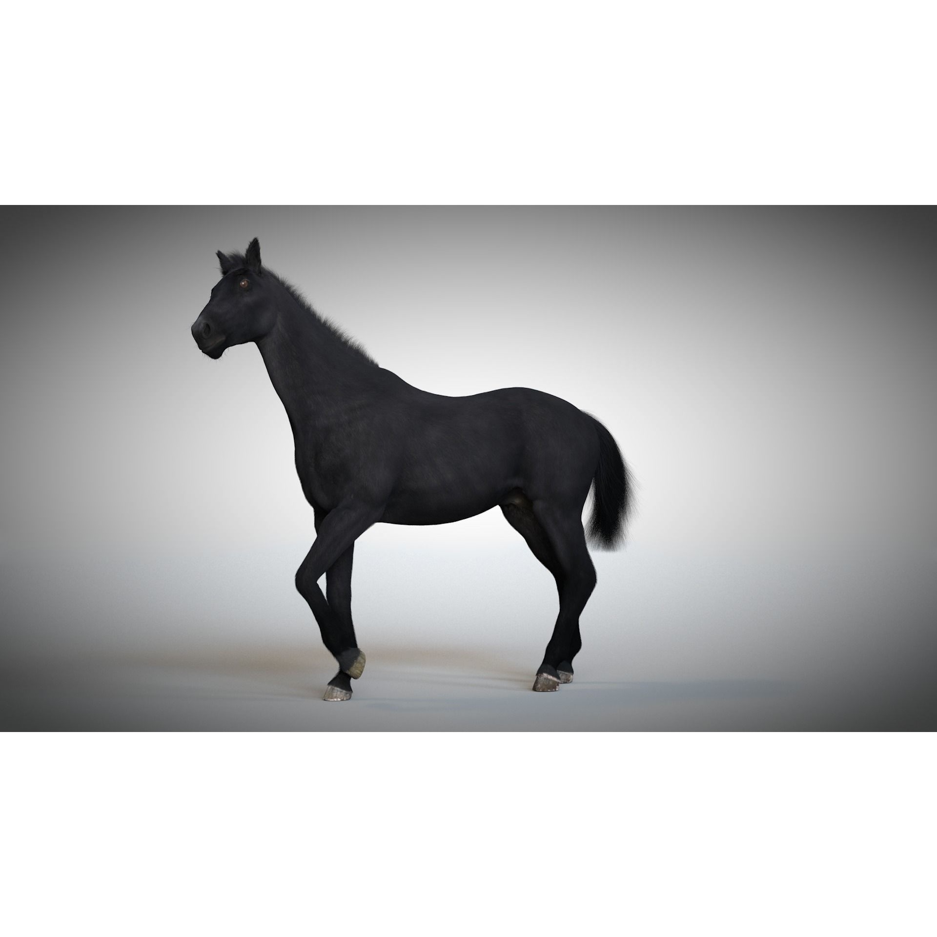 Rigged and Animated Stallion 3D model 10