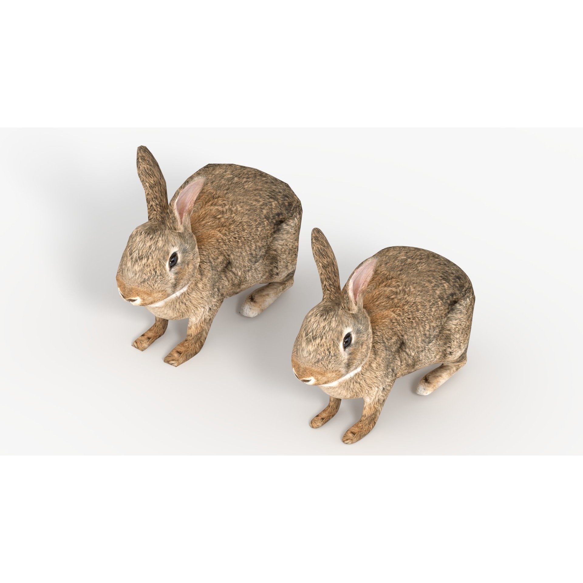 Rigged Rabbit Low-poly 3D model 2