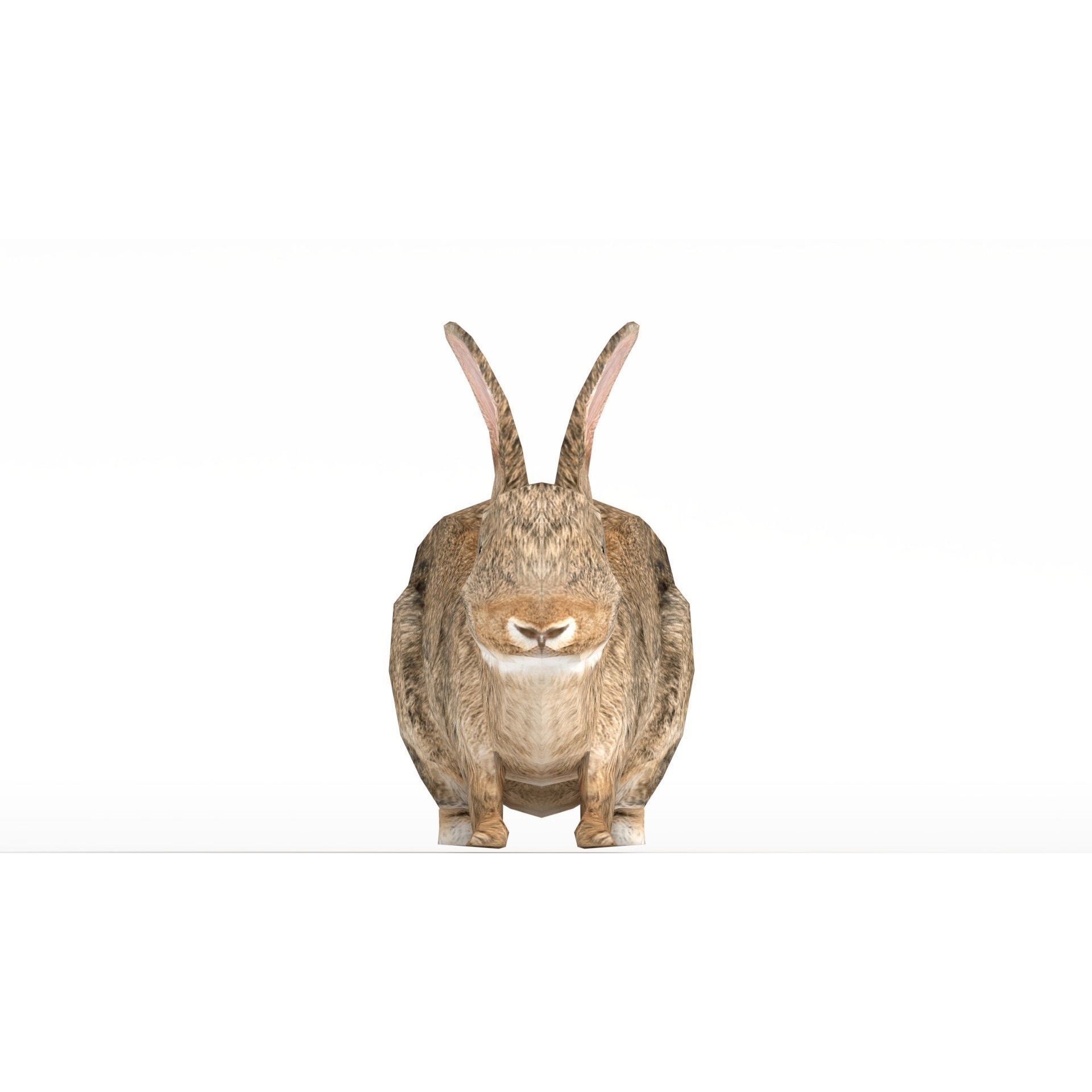 Rigged Rabbit Low-poly 3D model 4