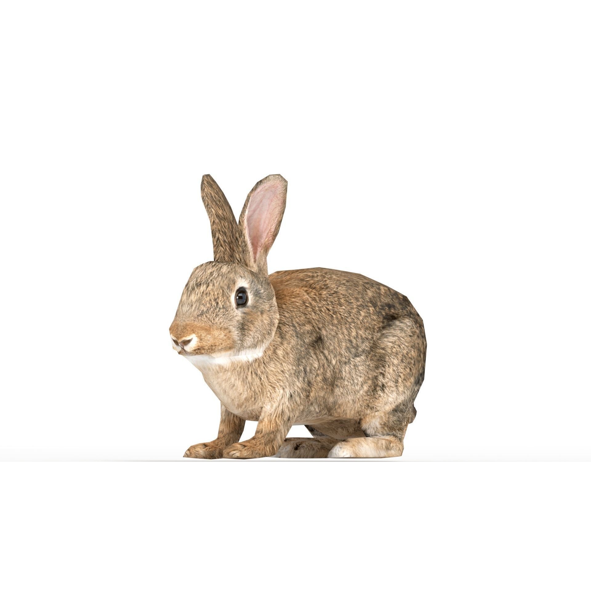 Rigged Rabbit Low-poly 3D model 5