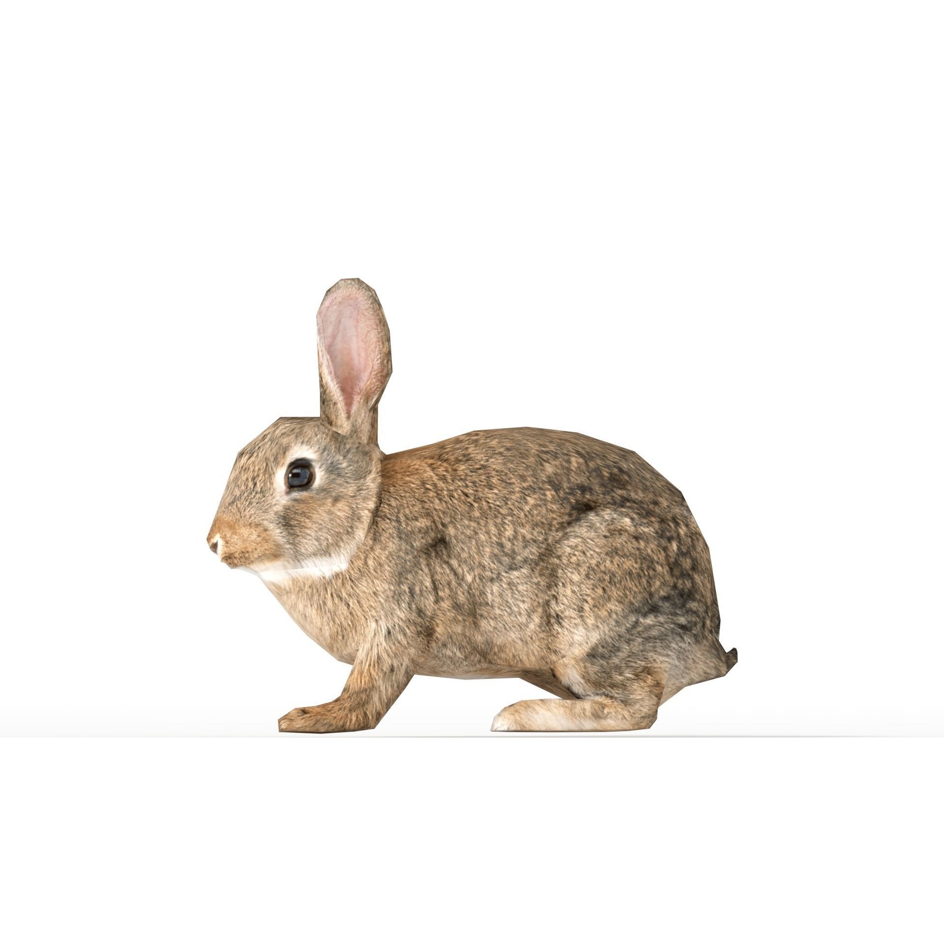 Rigged Rabbit Low-poly 3D model 6
