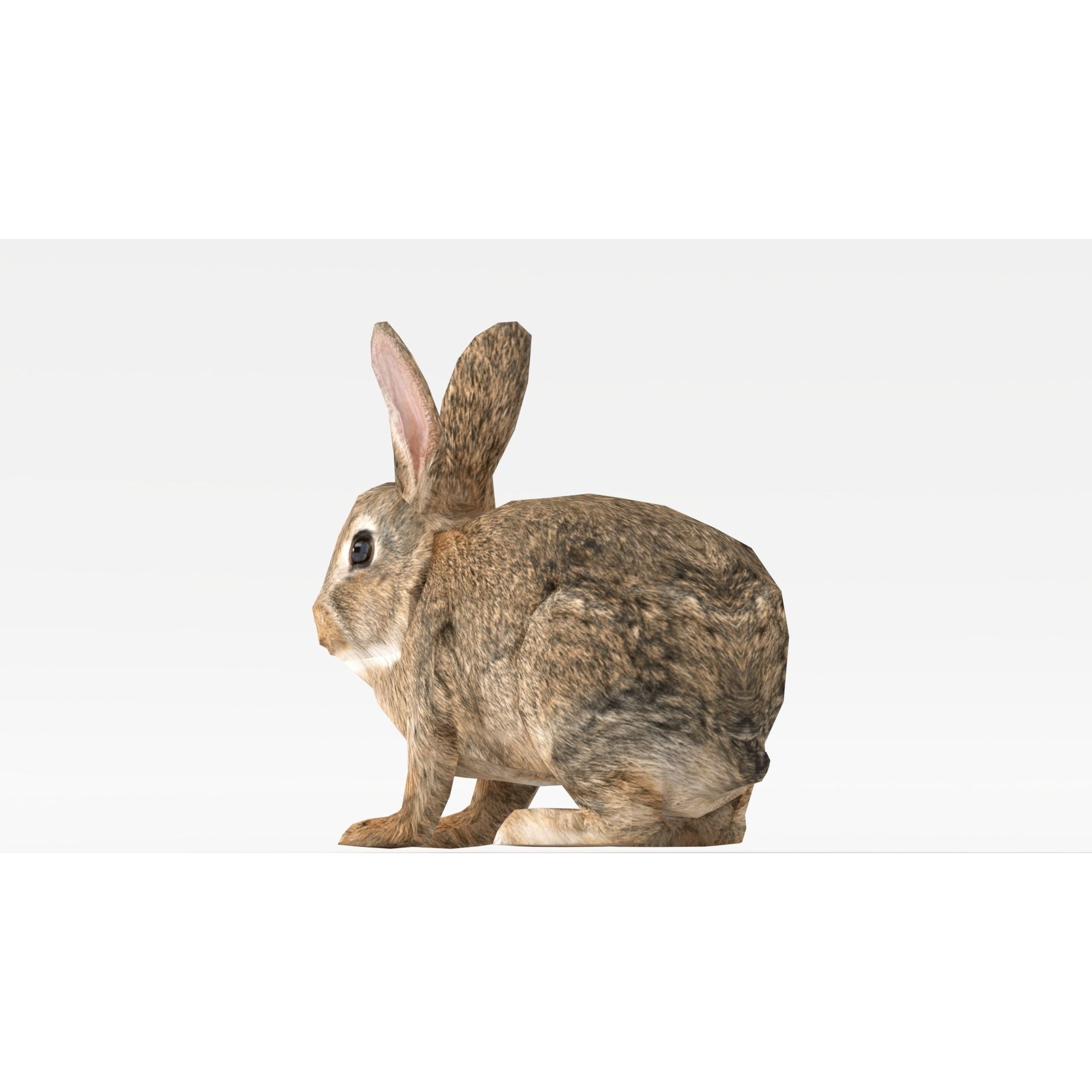 Rigged Rabbit Low-poly 3D model 7