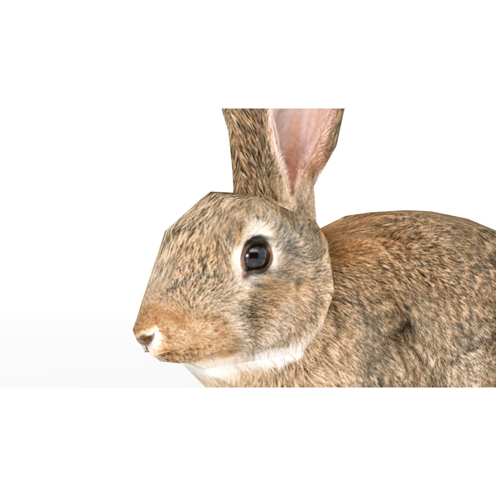 Rigged Rabbit Low-poly 3D model 8