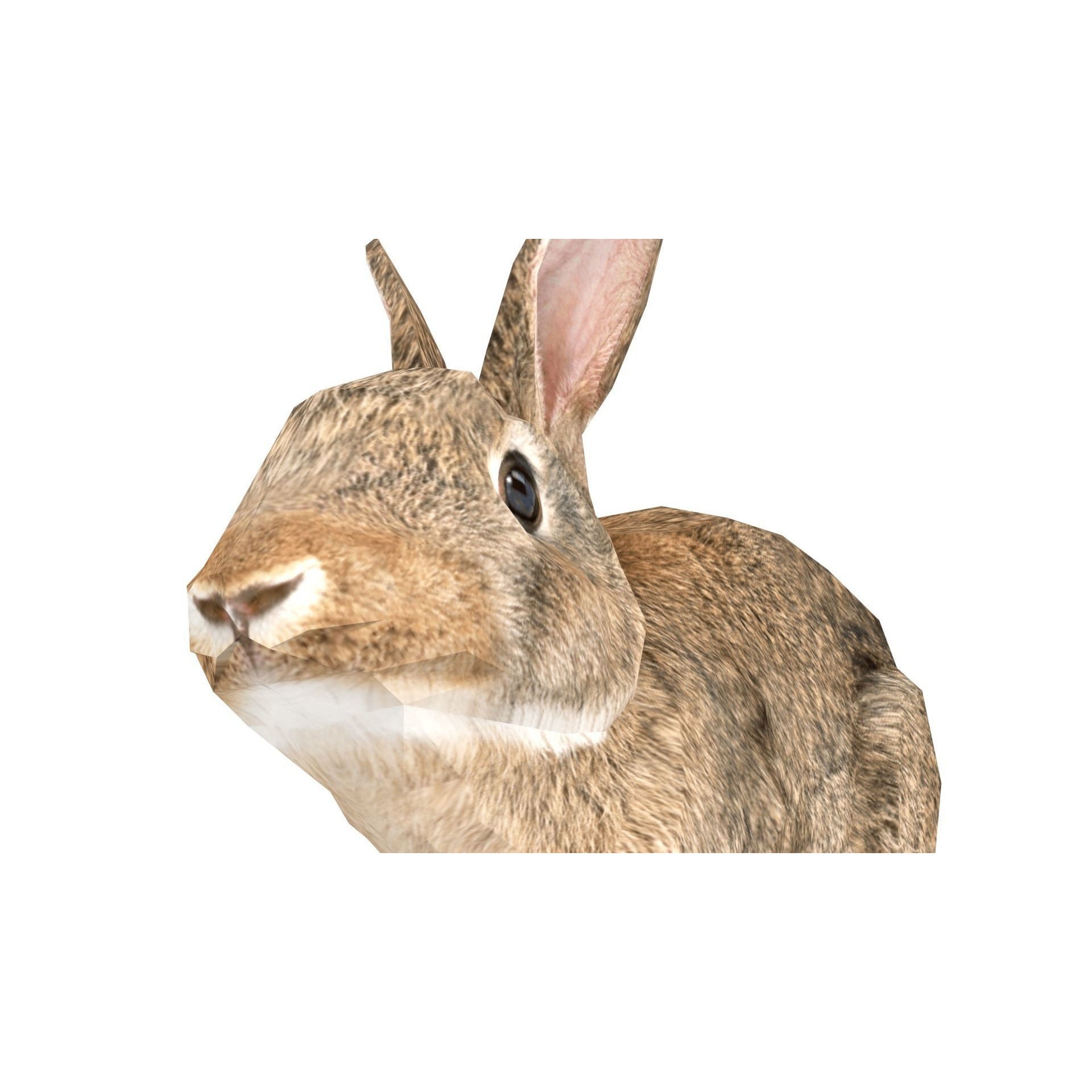Rigged Rabbit Low-poly 3D model 10