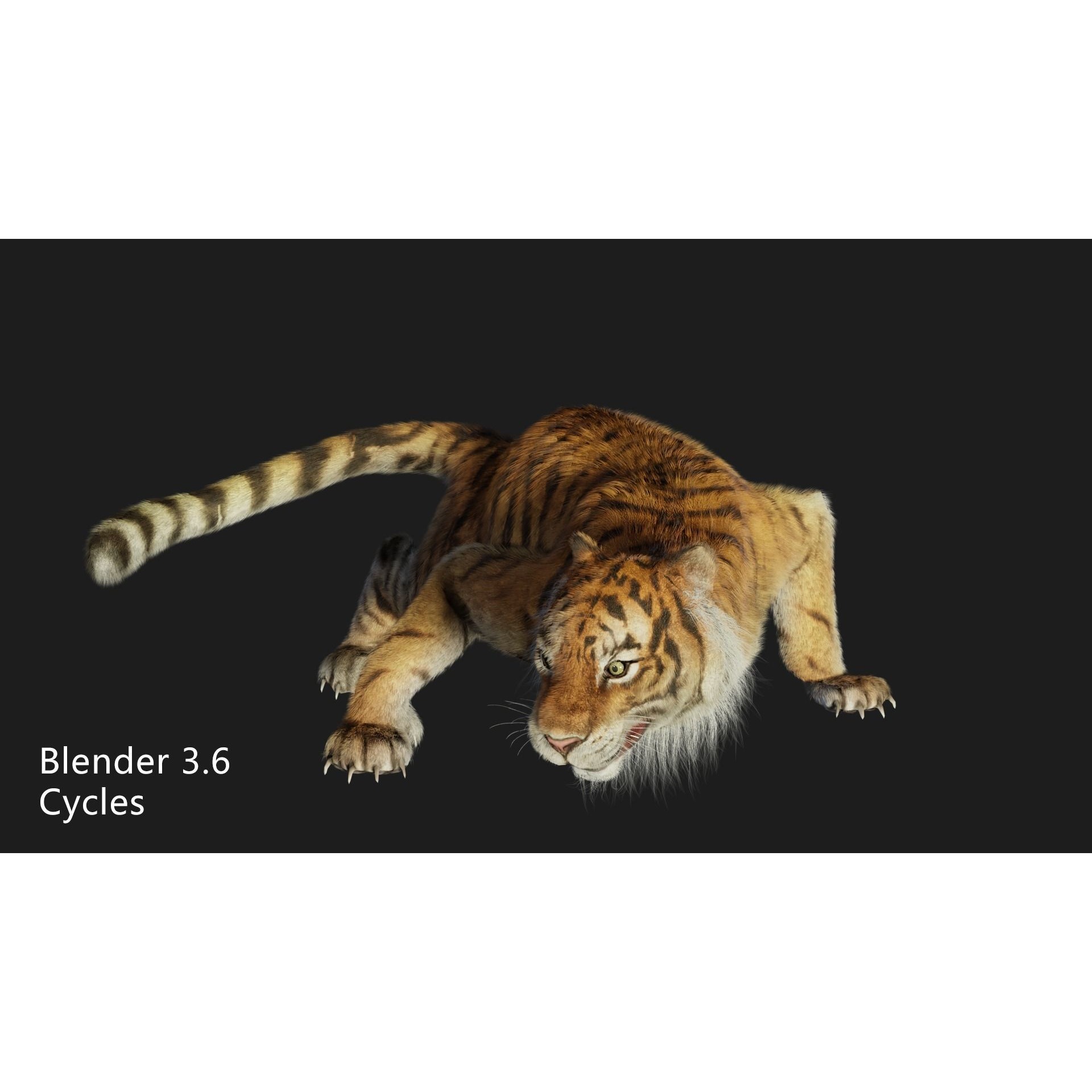 rigged tiger wild cat beast Low-poly 3D model 4