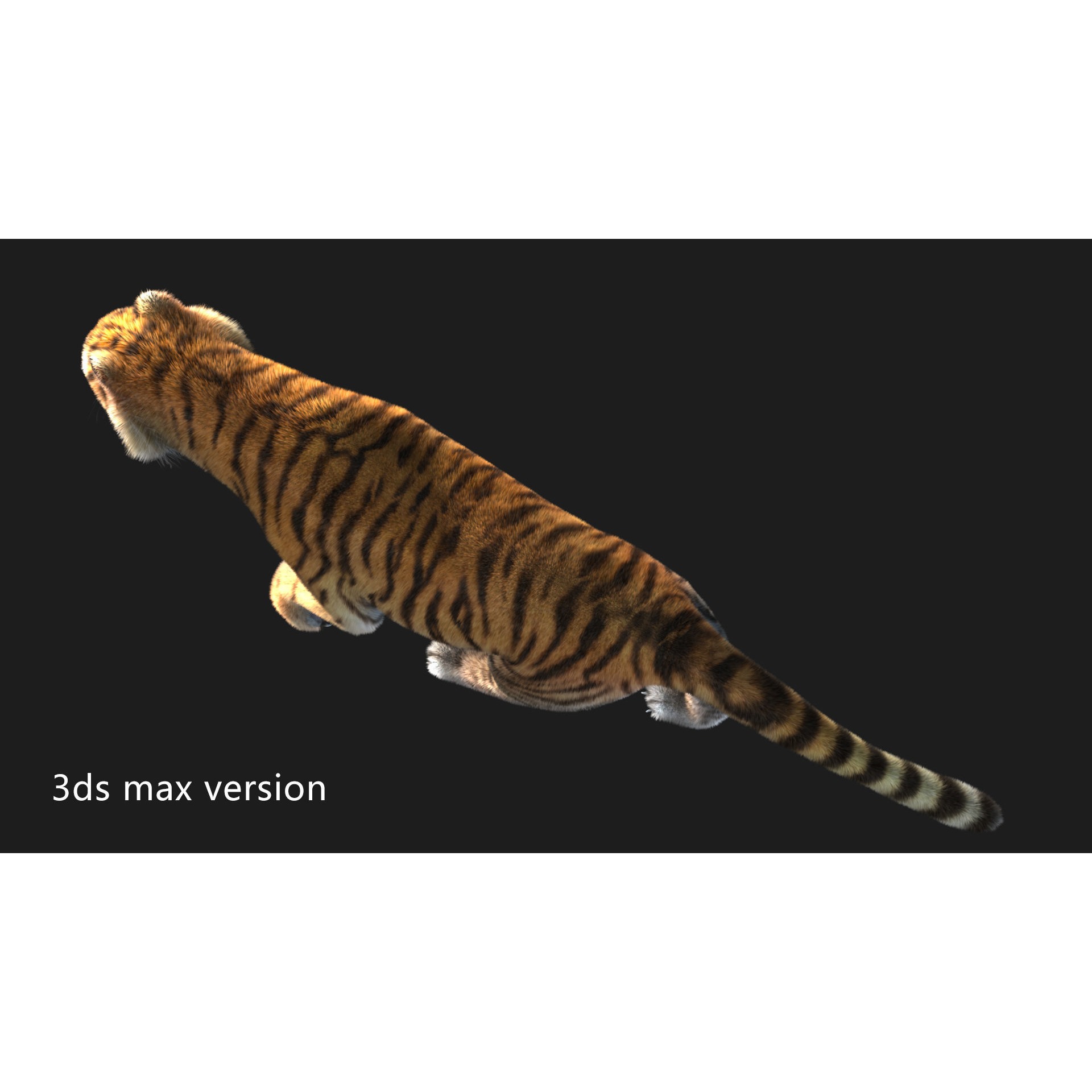 rigged tiger wild cat beast Low-poly 3D model 7