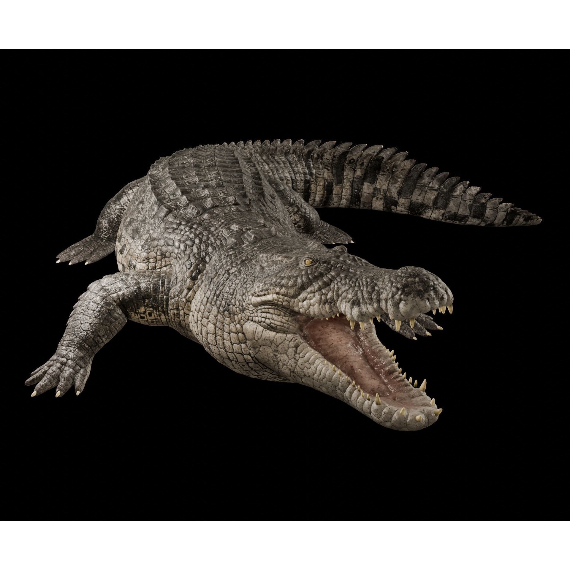 Saltwater Crocodile Animated Low-poly 3D model 2