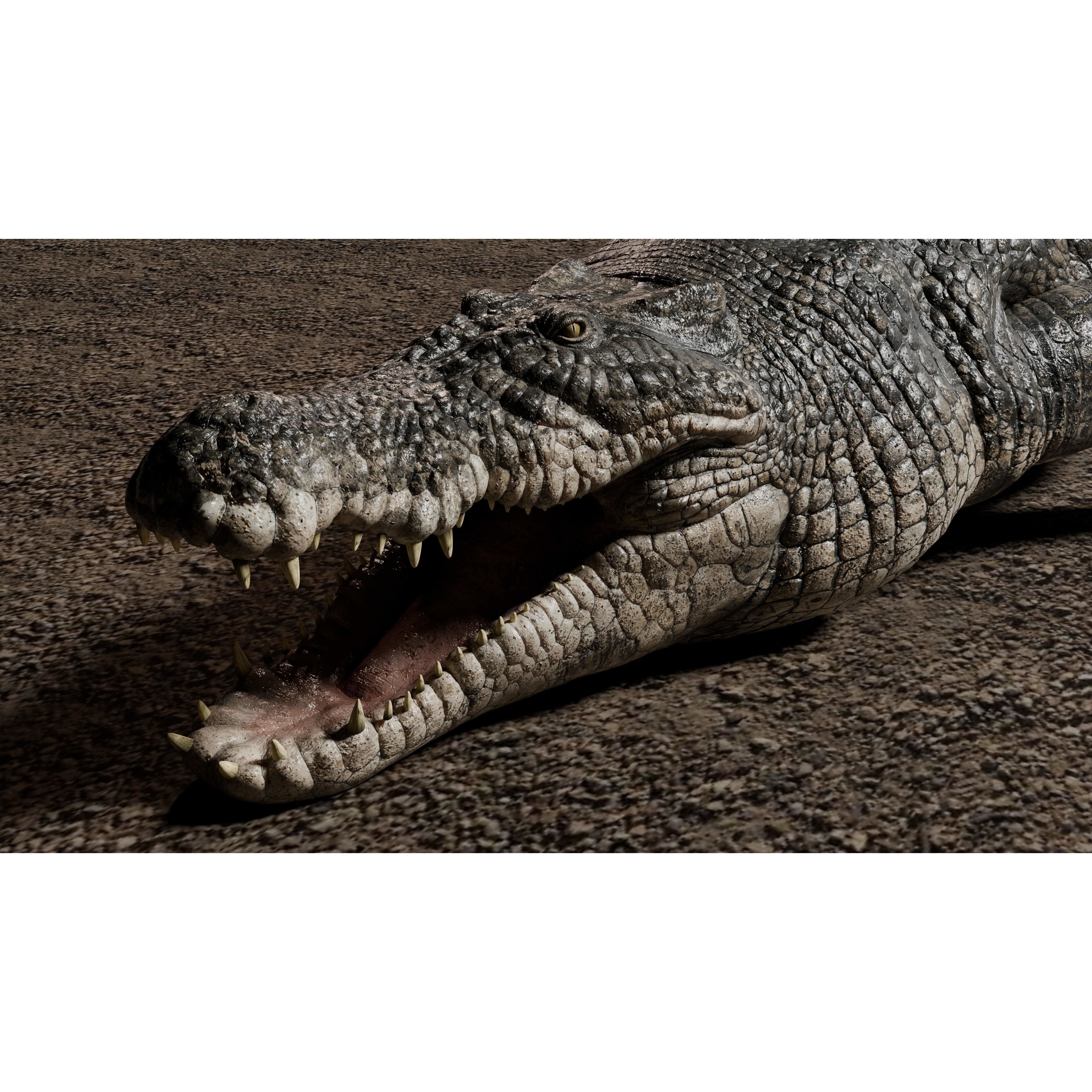 Saltwater Crocodile Animated Low-poly 3D model 4