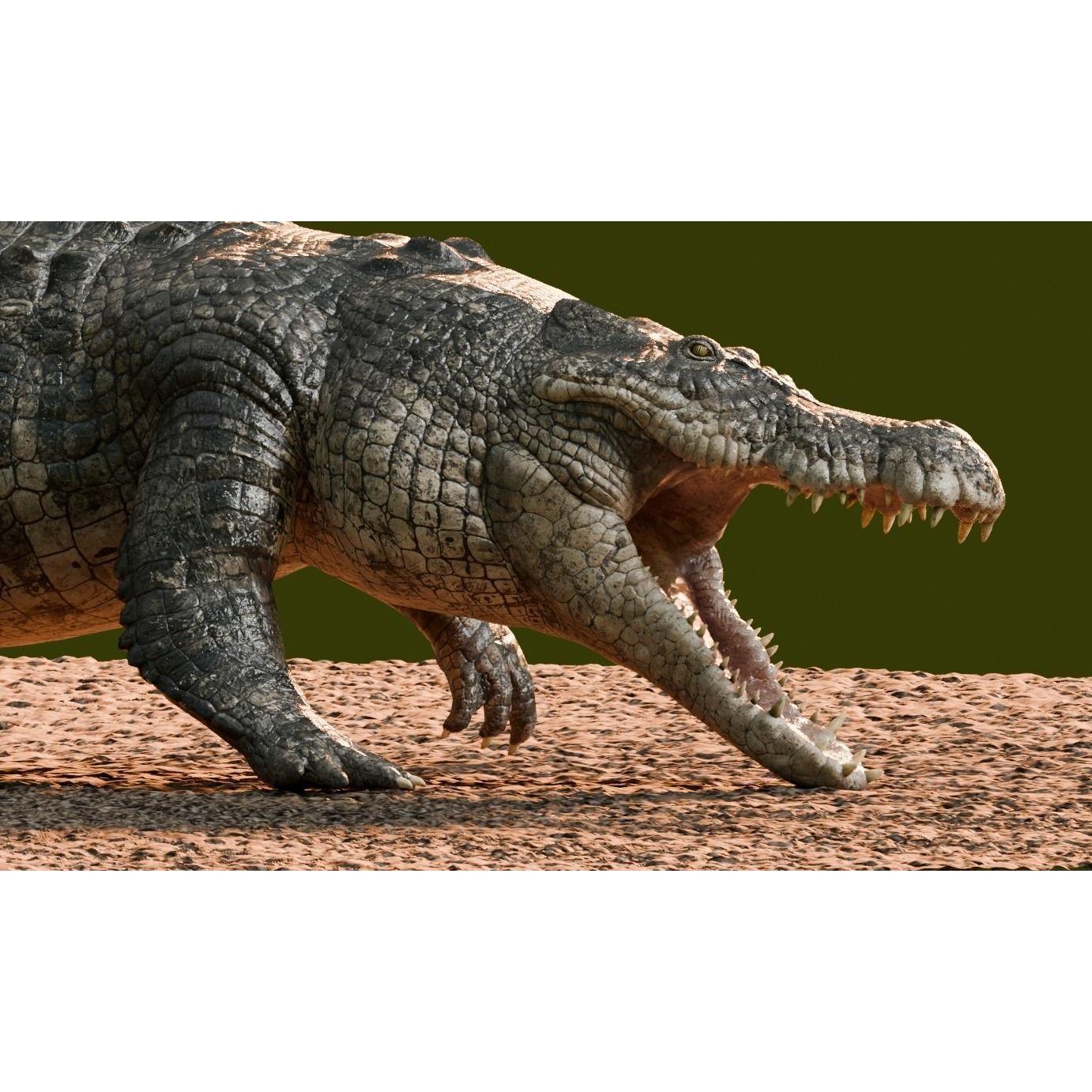 Saltwater Crocodile Animated Low-poly 3D model 5