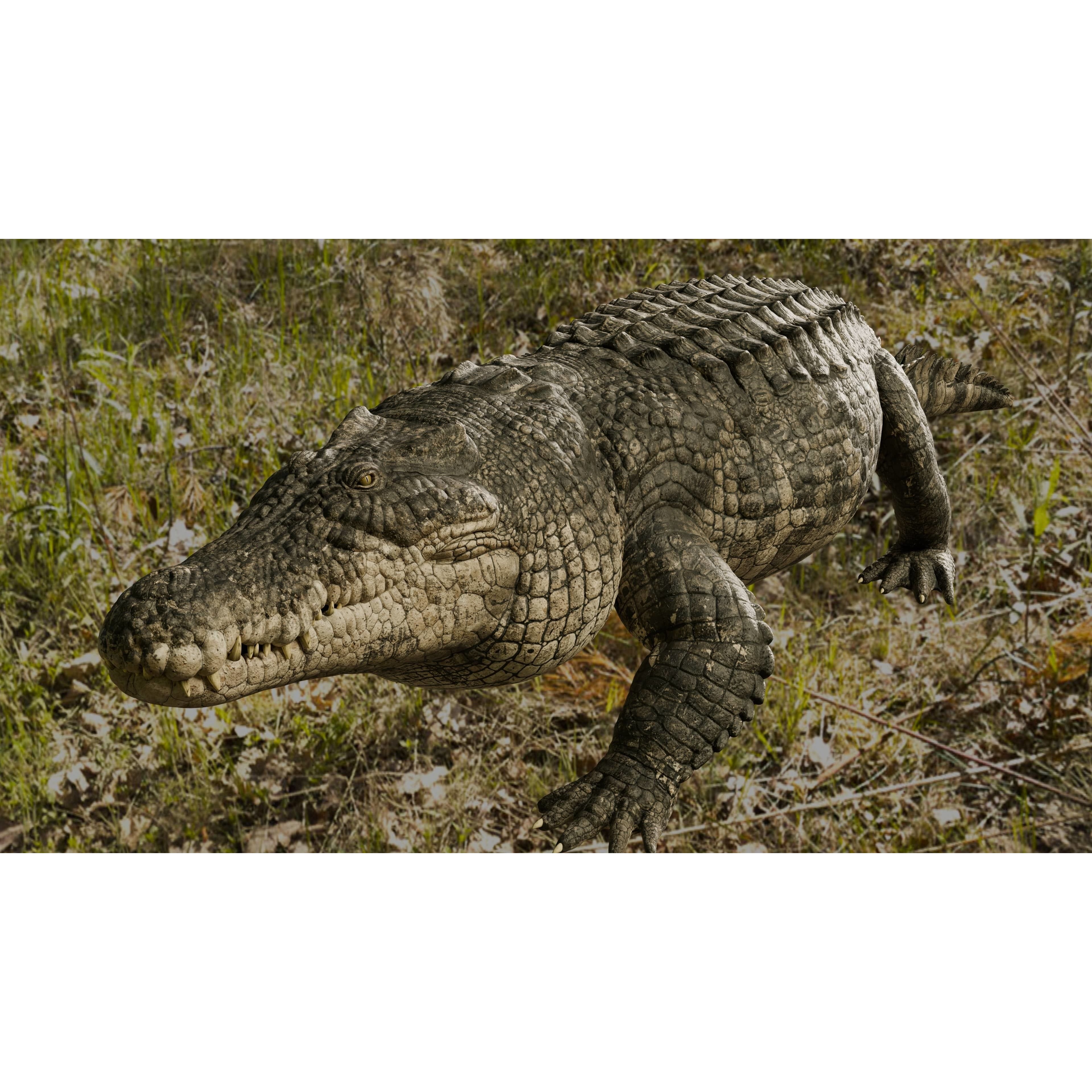 Saltwater Crocodile Animated Low-poly 3D model 6