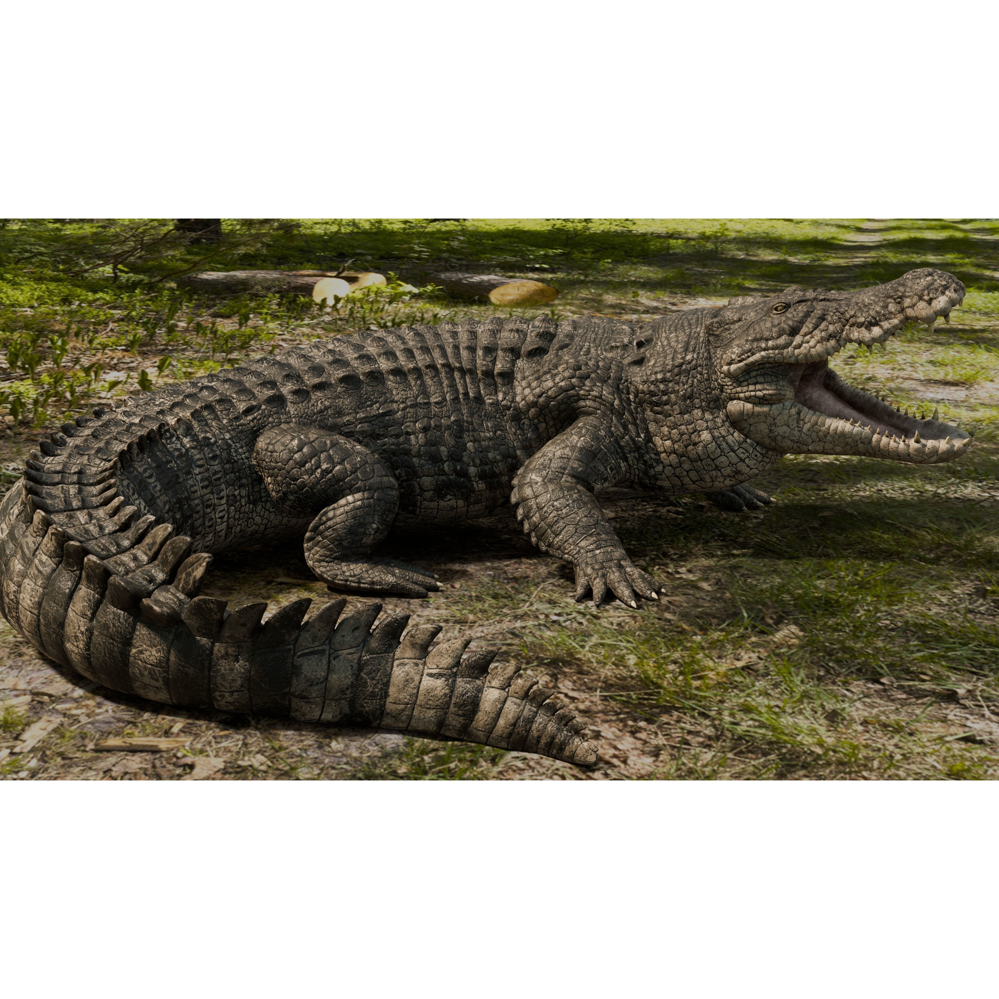 Saltwater Crocodile Animated Low-poly 3D model 8