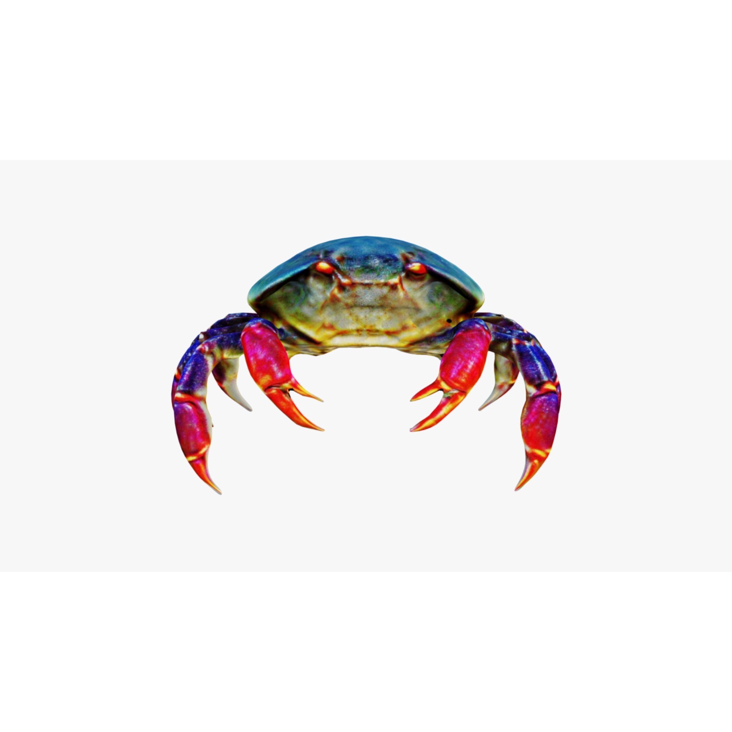 Sea Crab Free 3D model 3