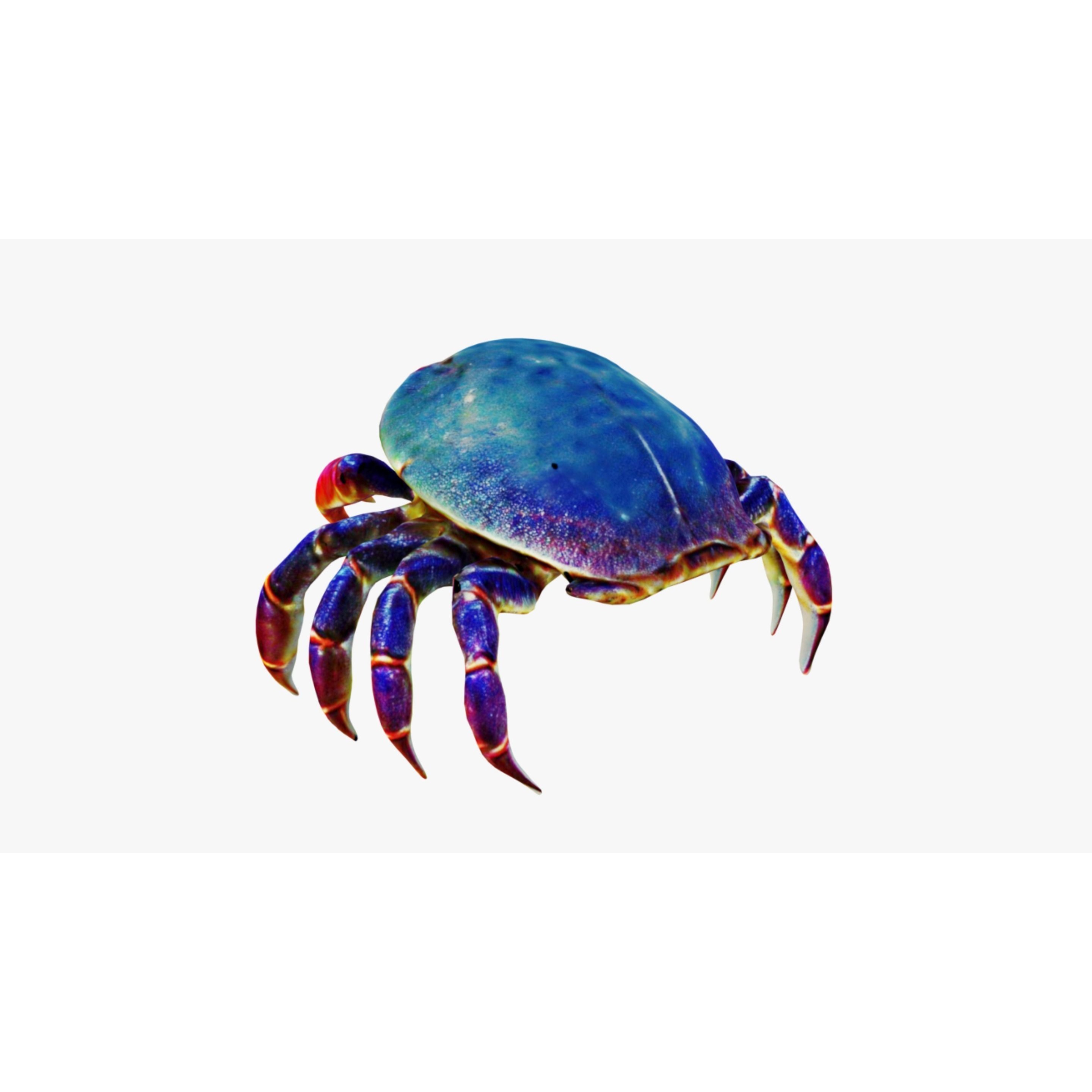 Sea Crab Free 3D model 4