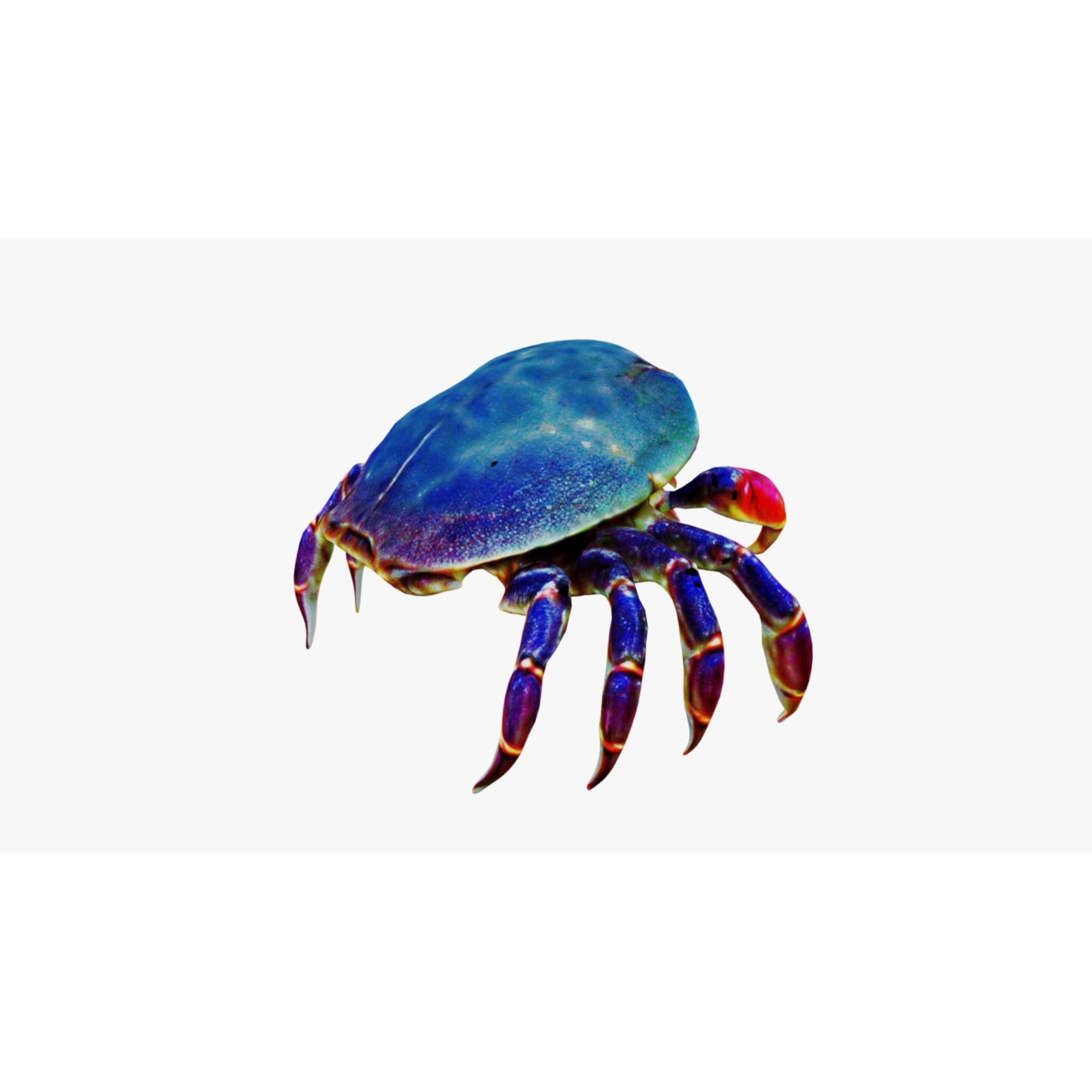Sea Crab Free 3D model 5