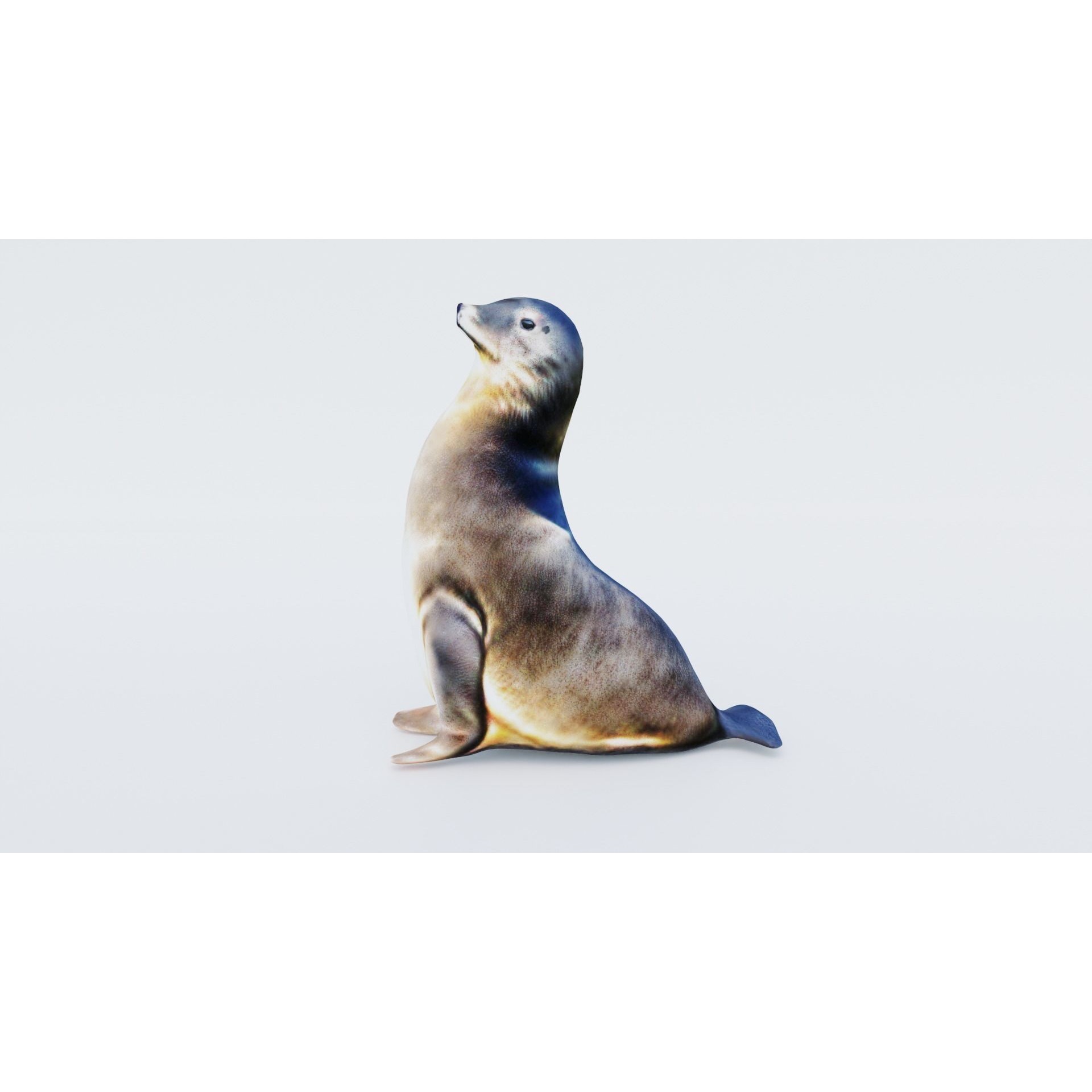 Sea Lion Free 3D model 2