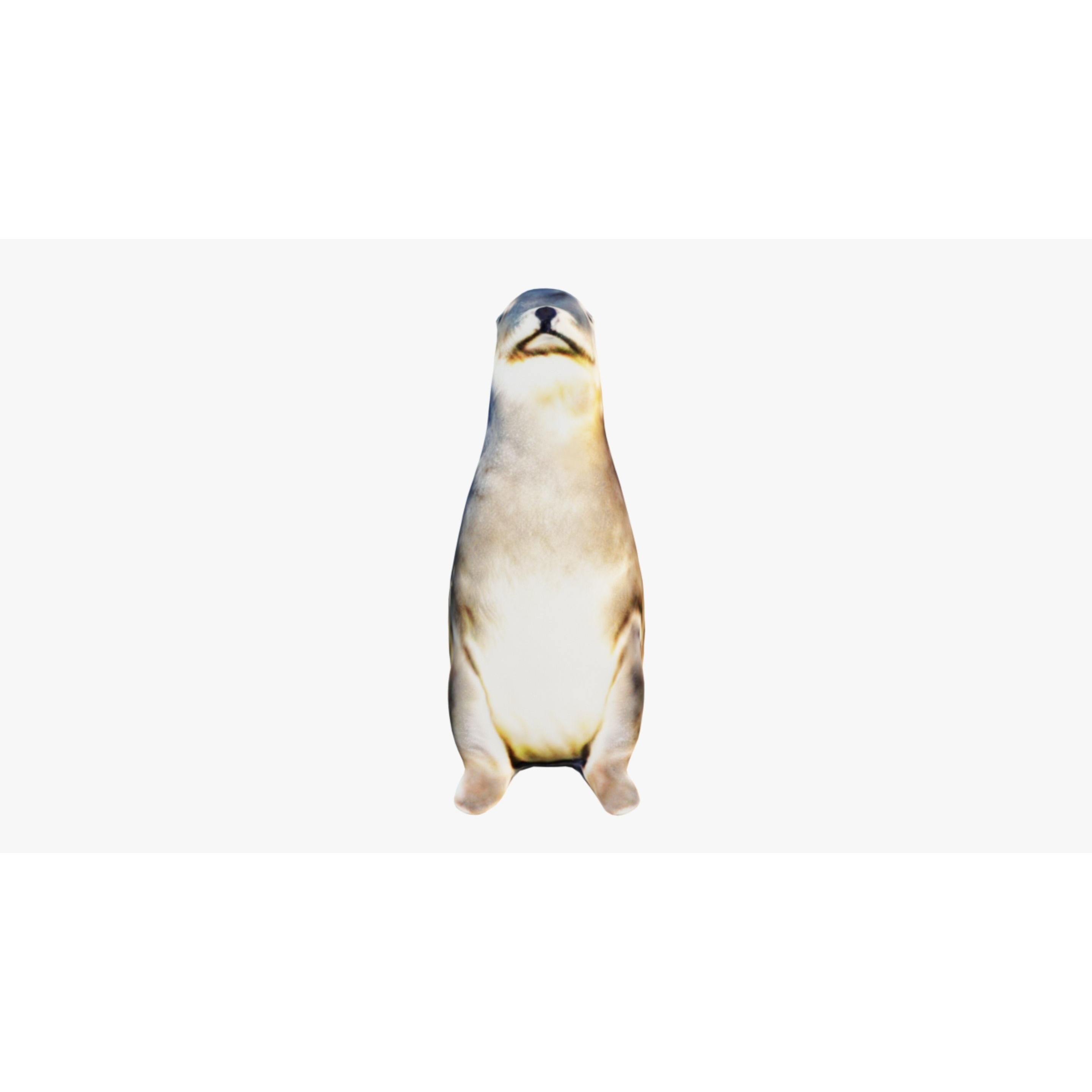 Sea Lion Free 3D model 3