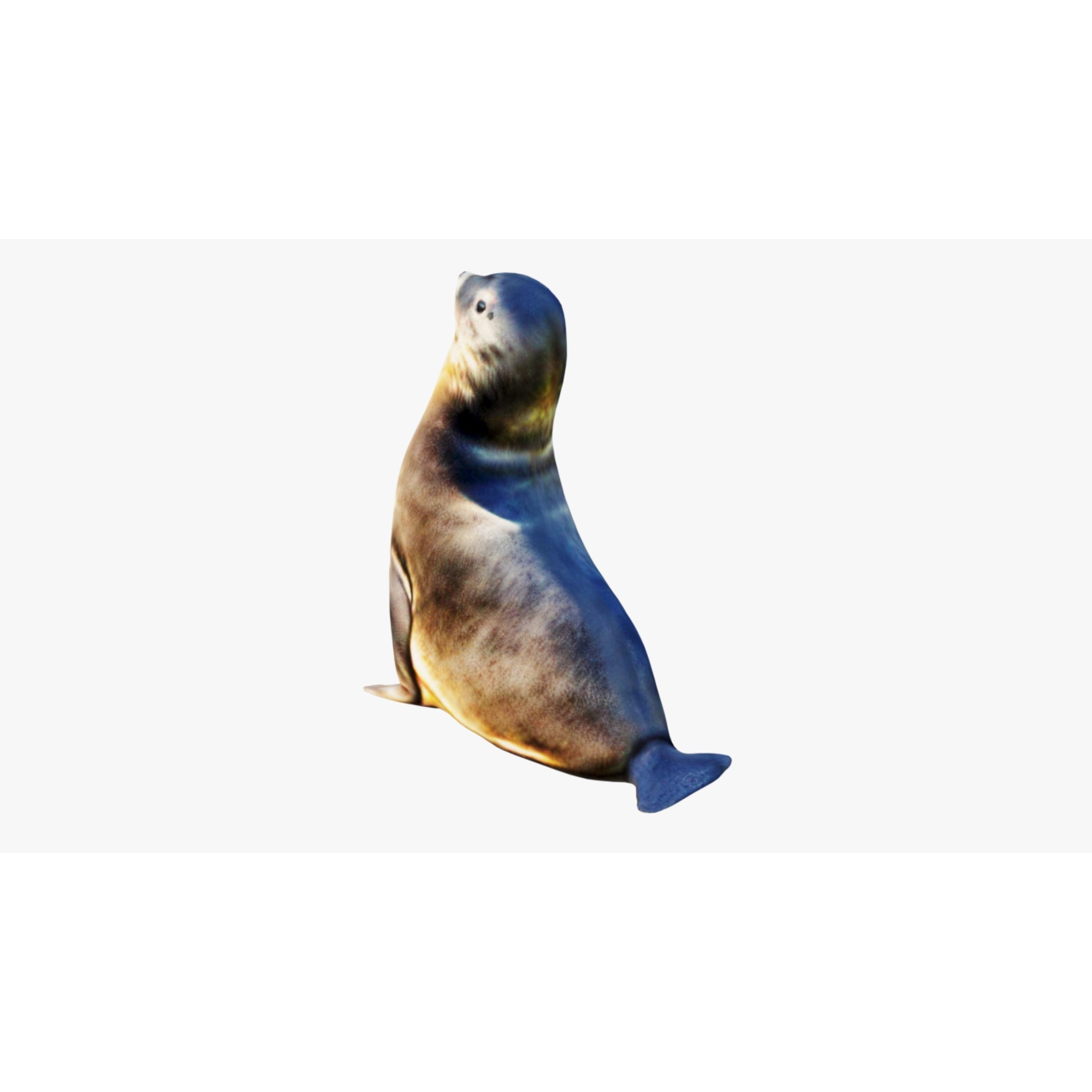 Sea Lion Free 3D model 4