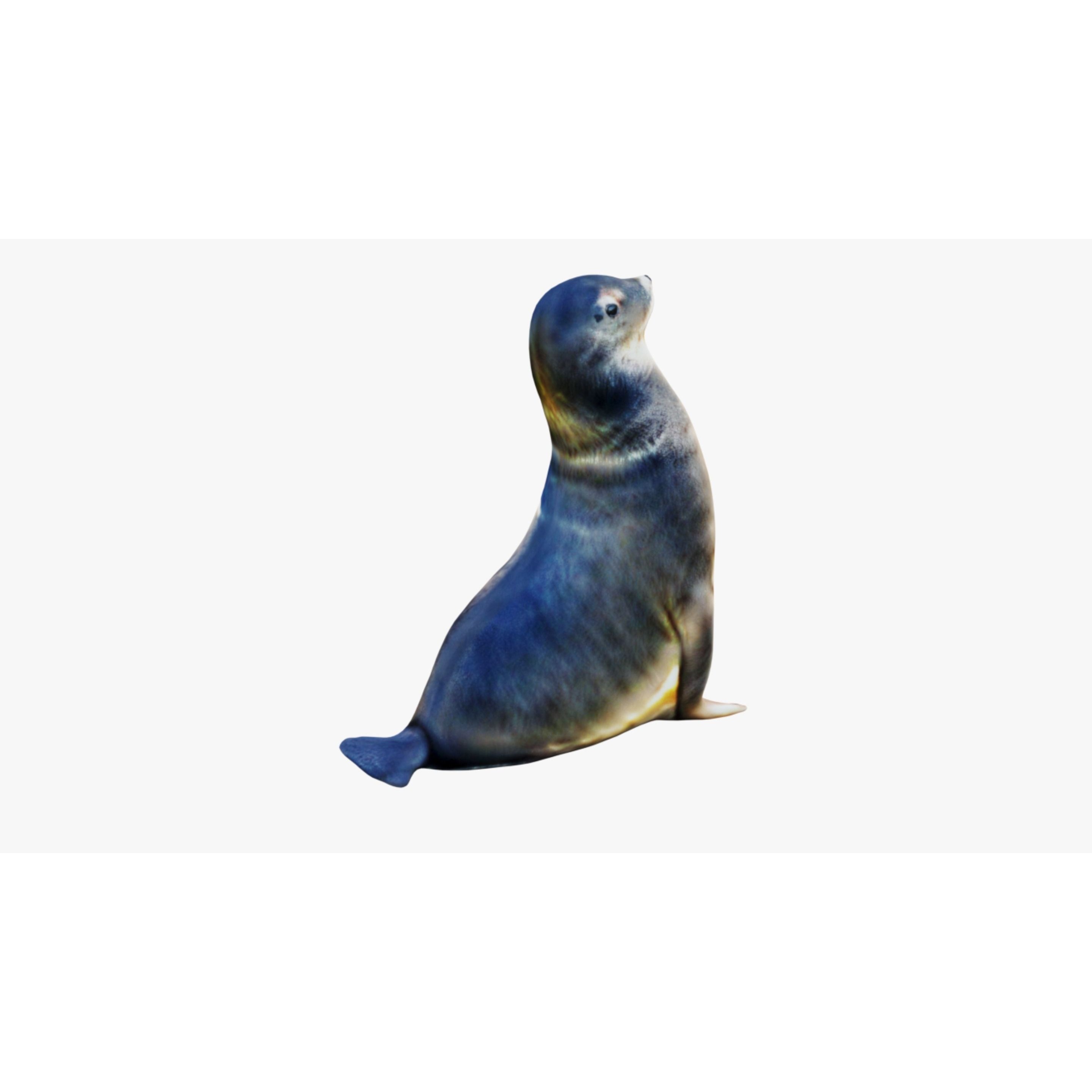 Sea Lion Free 3D model 5