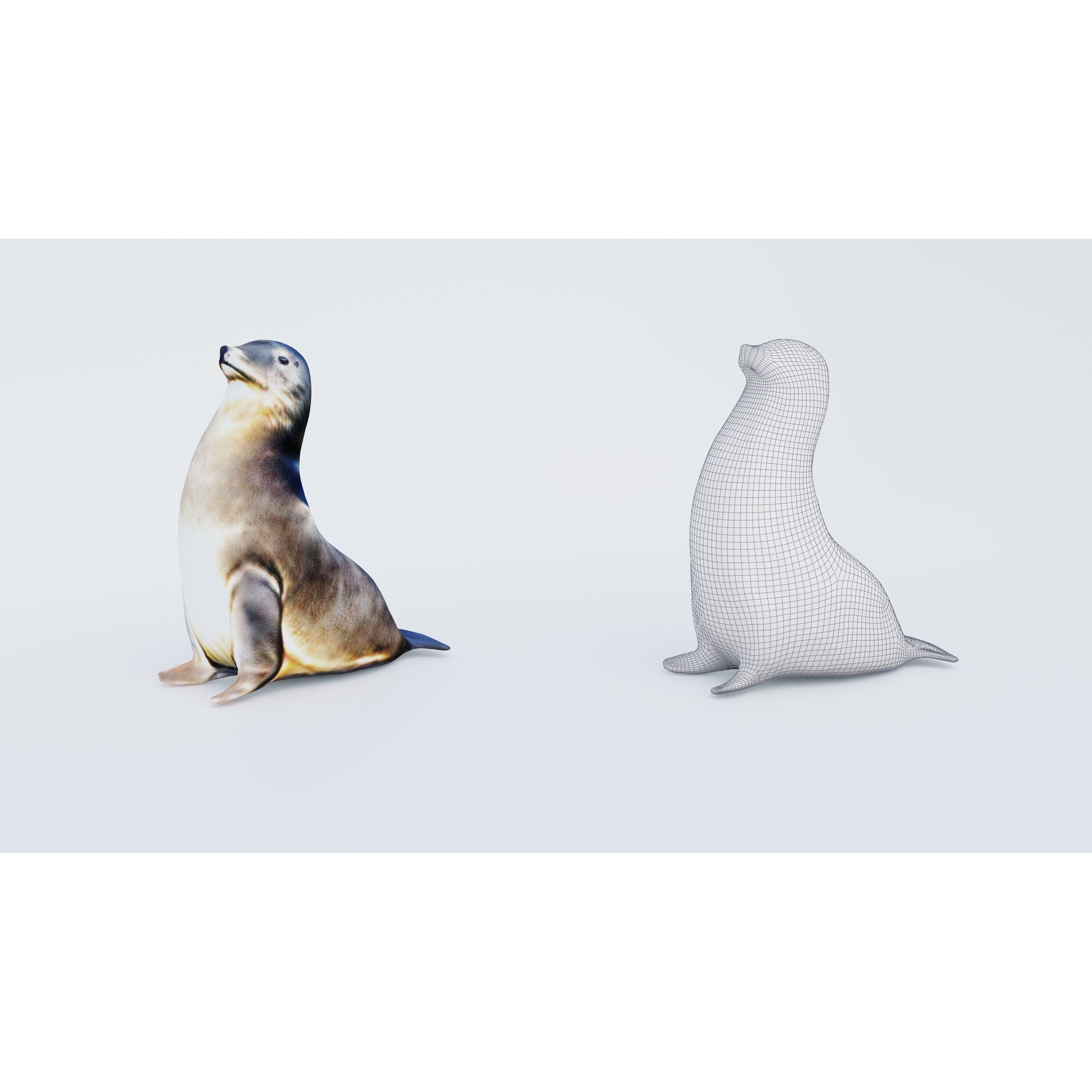 Sea Lion Free 3D model 6