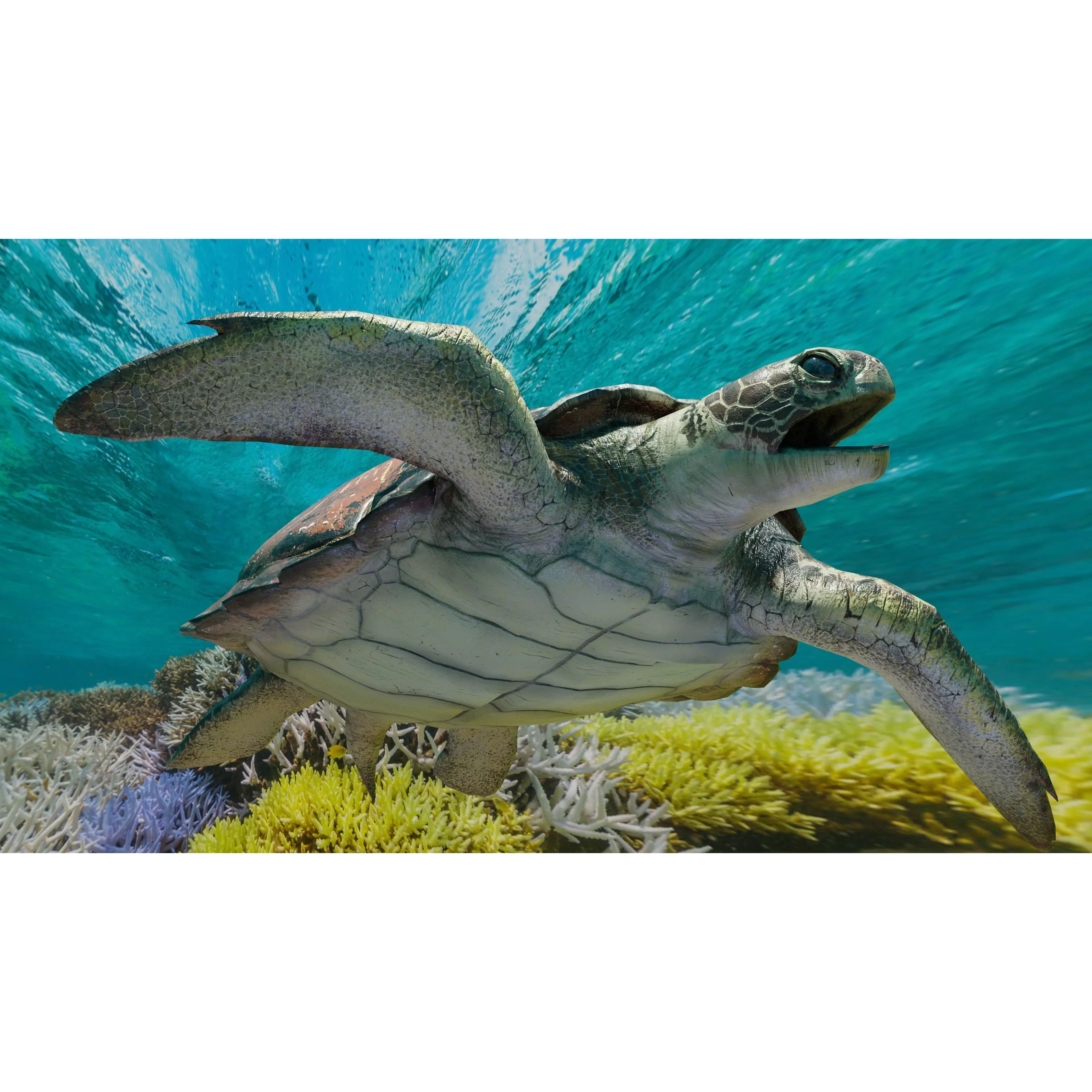 Sea Turtle Animated Low-poly 3D model